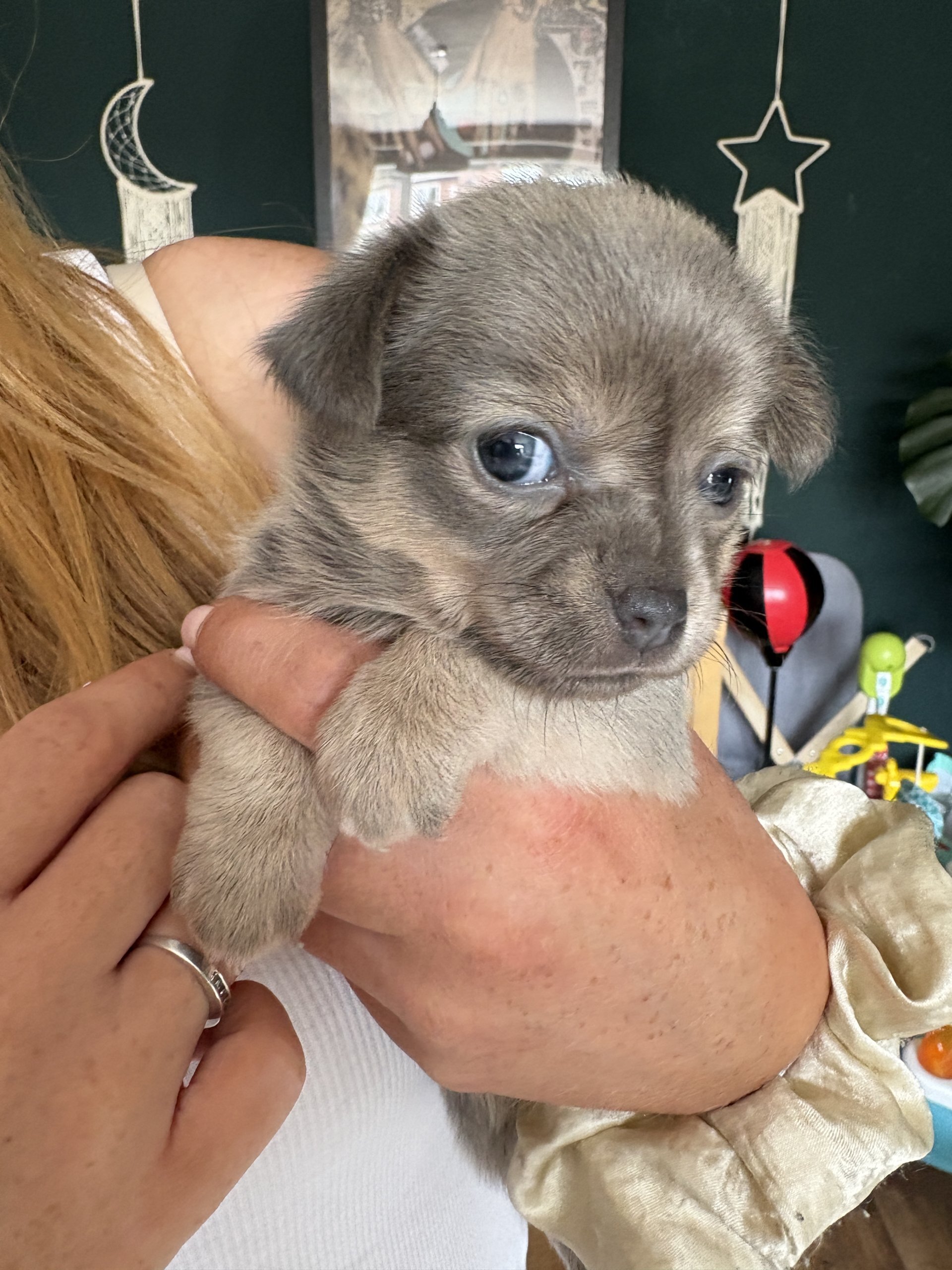 🐾Beautiful Chihuahua Puppies 🐾 image 1