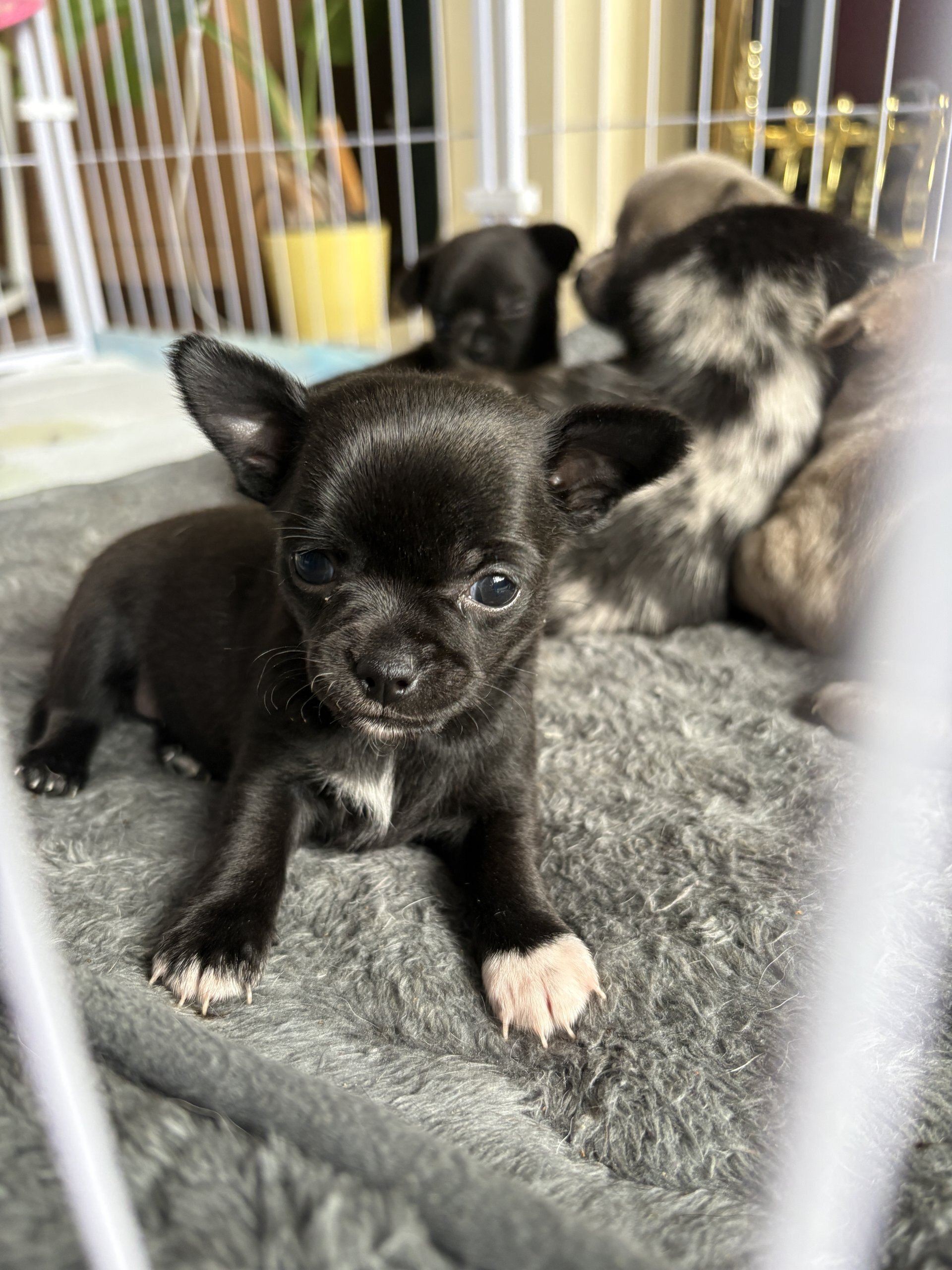 🐾Beautiful Chihuahua Puppies 🐾 image 4