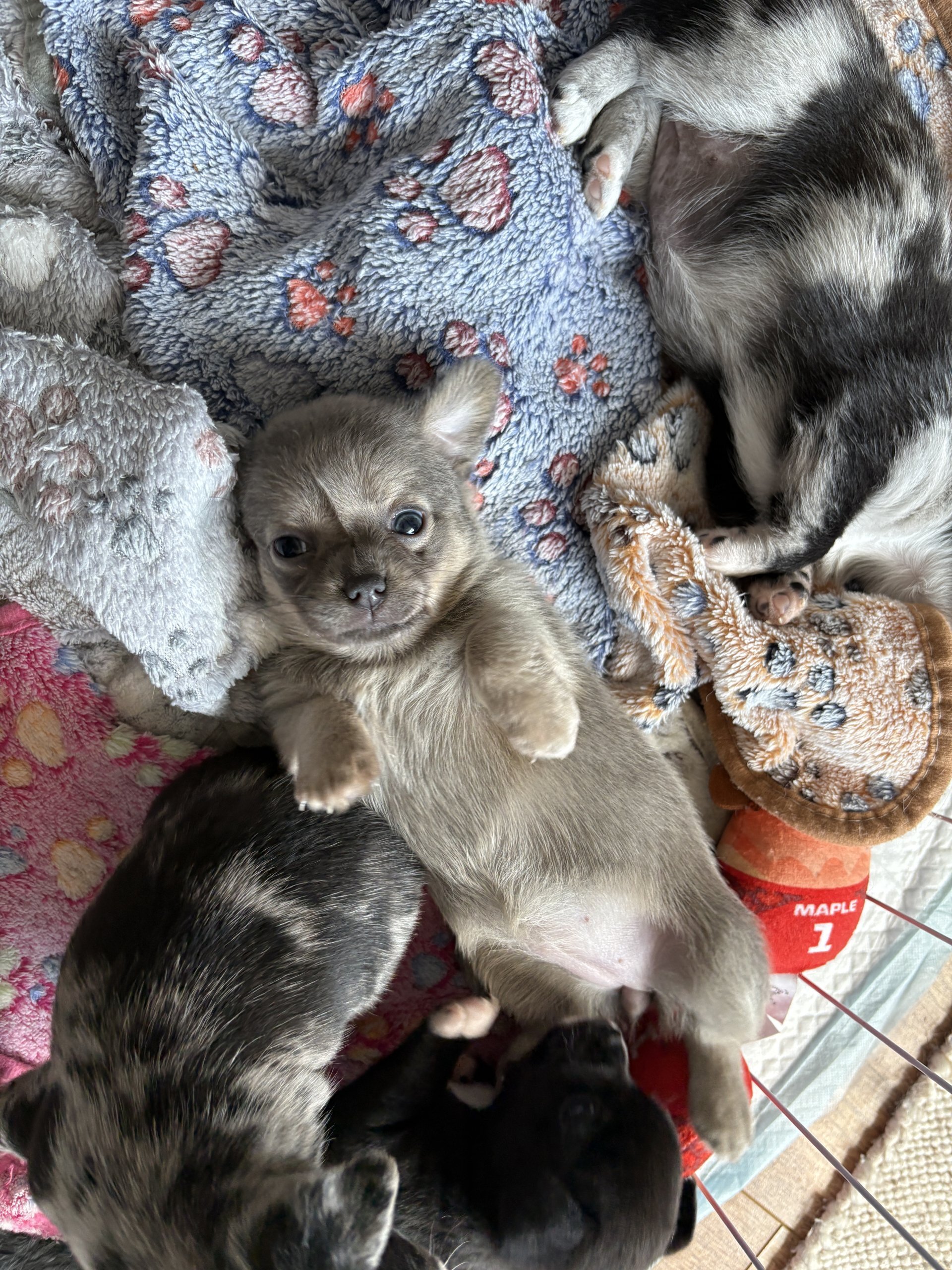 🐾Beautiful Chihuahua Puppies 🐾 image 2