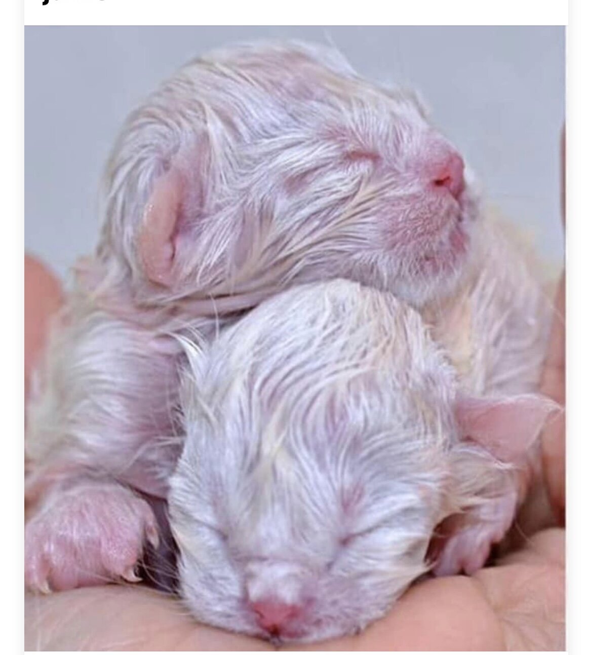 Ragdoll kittens. 8/28/26 image 1