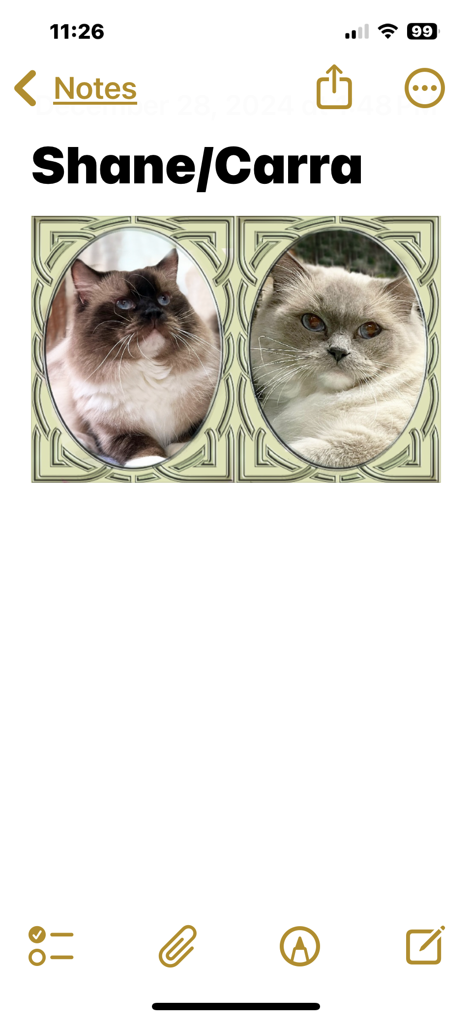 Ragdoll kittens. 8/28/26 image 2