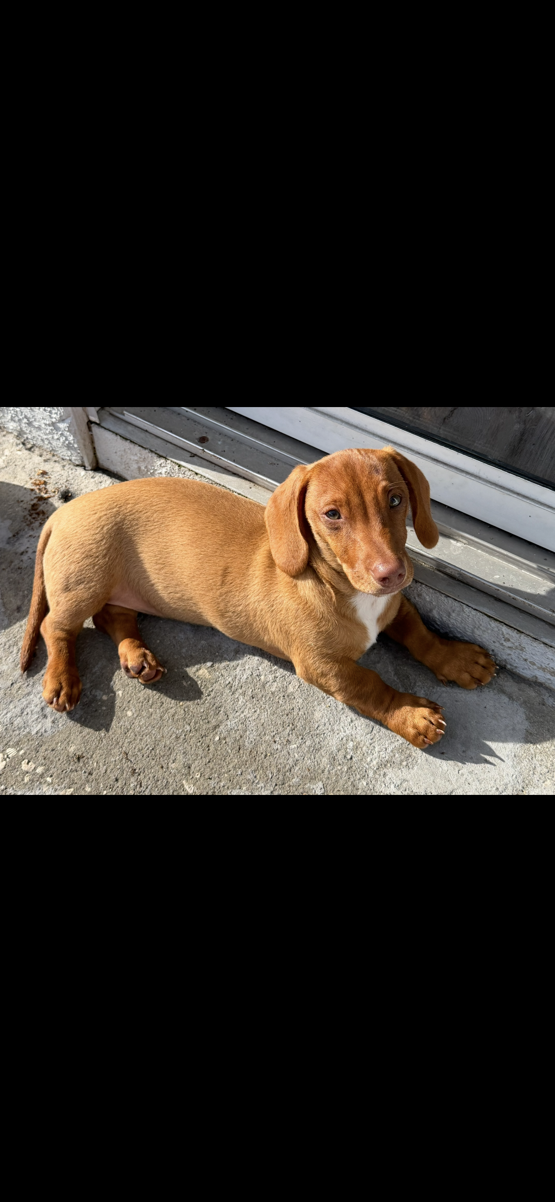 Make 5 month mini Dachshund image 1