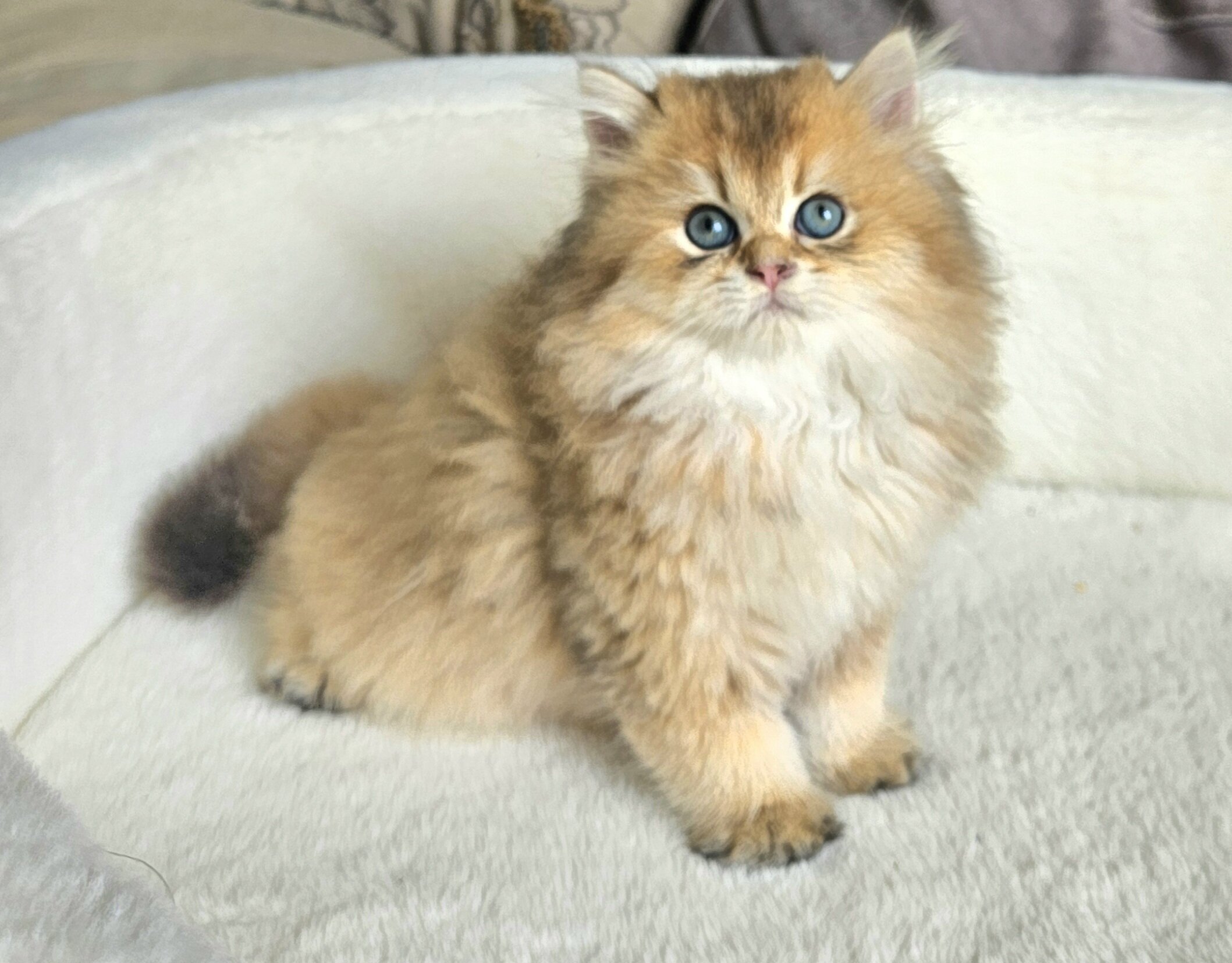 Kittens image 1