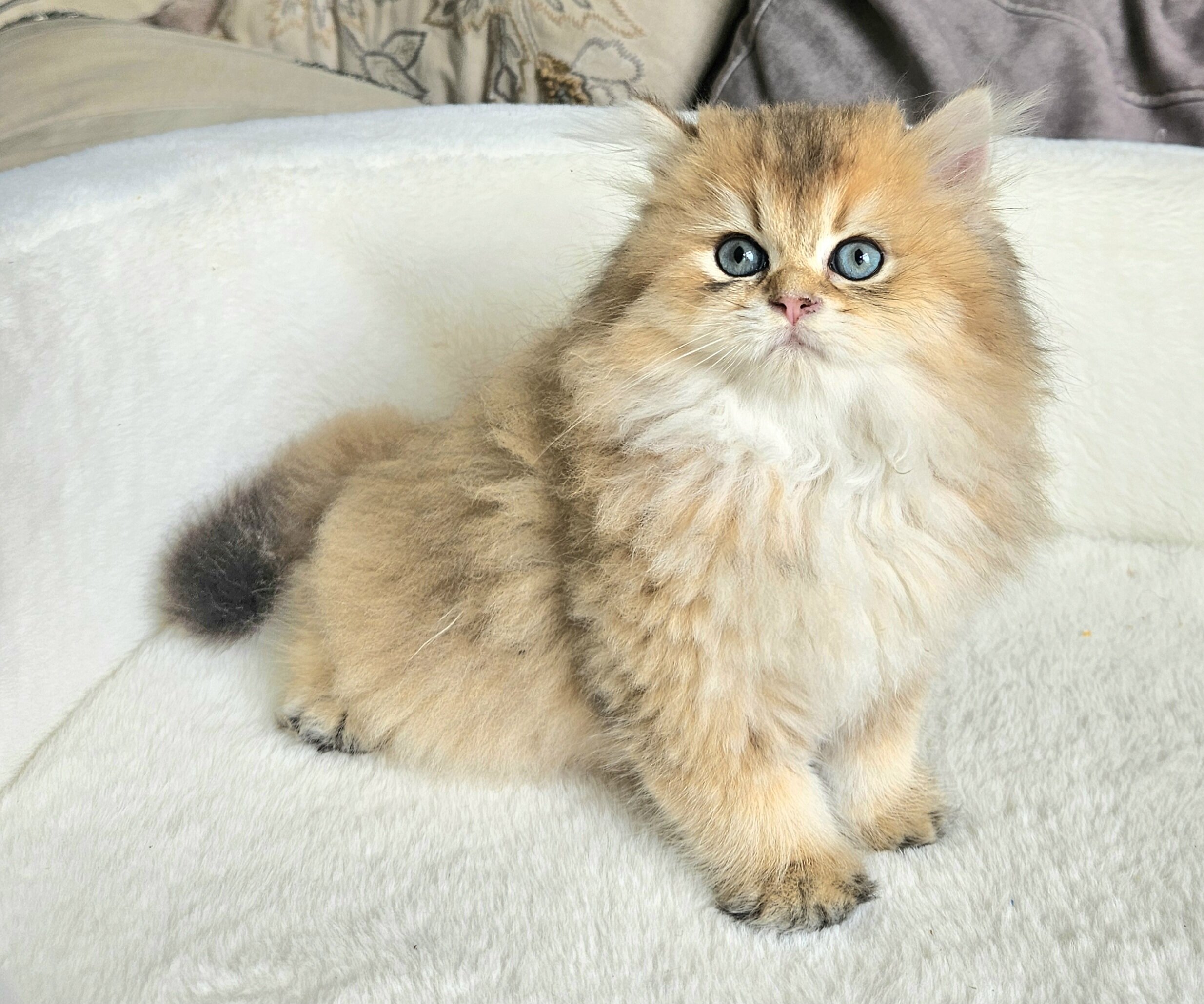 Kittens image 2