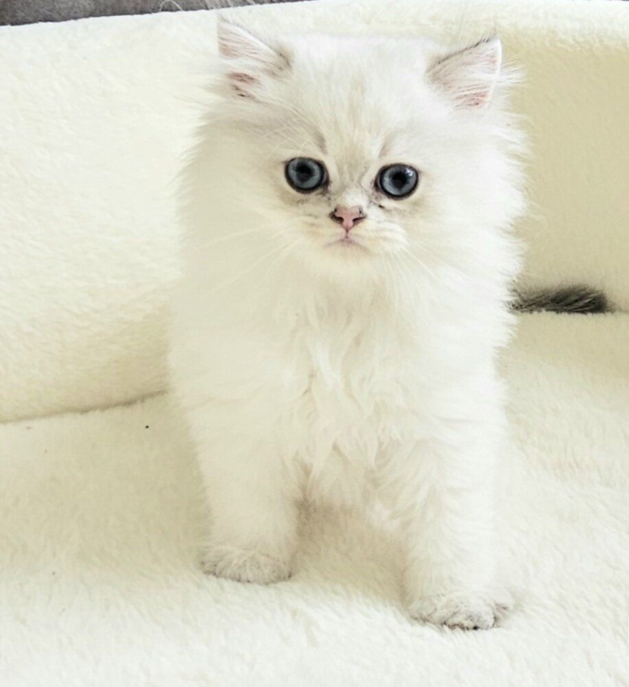 Kittens image 3