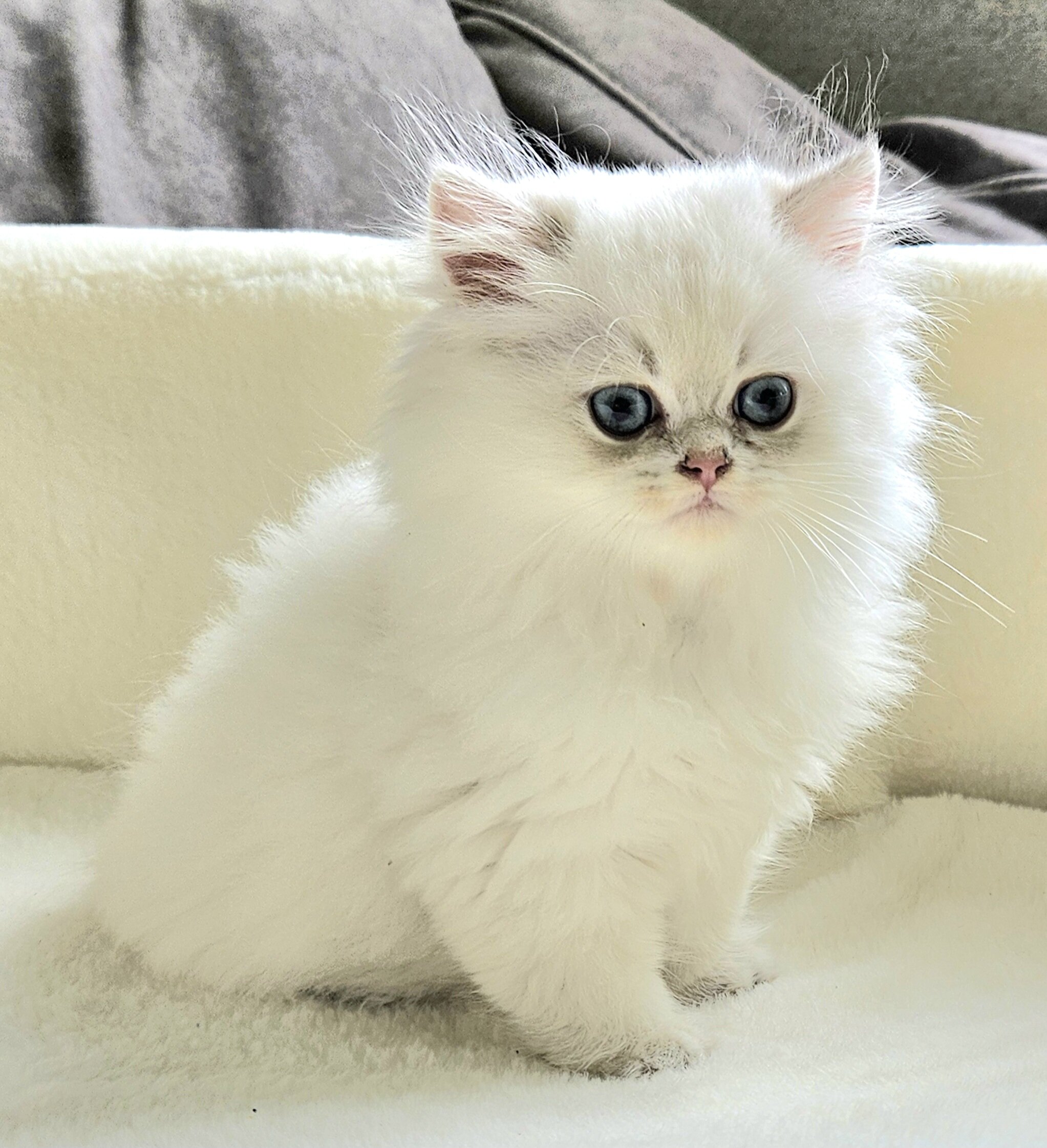 Kittens image 4