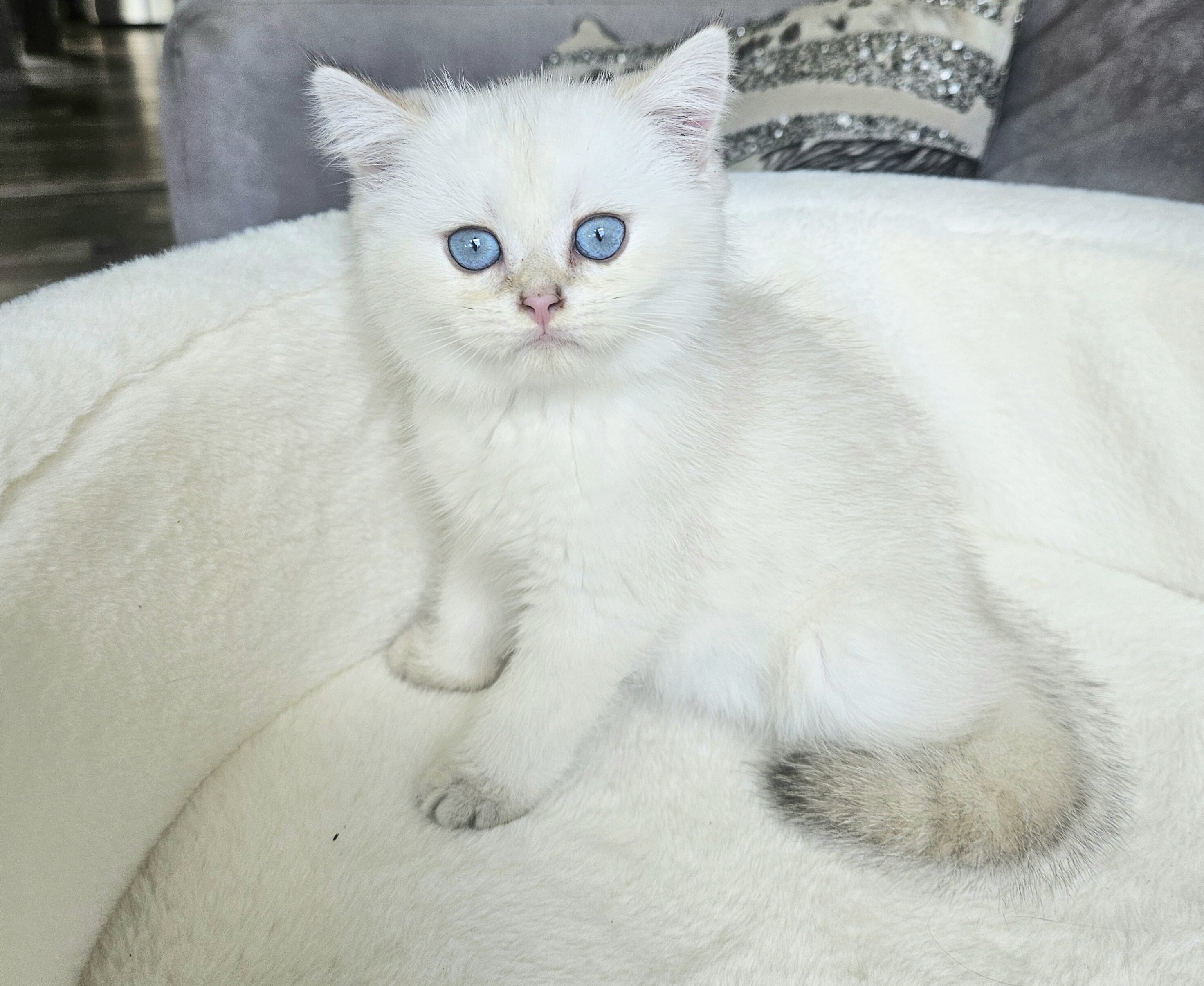 Kittens image 6