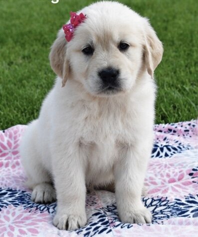 Beautiful Golden retriever puppy image 2