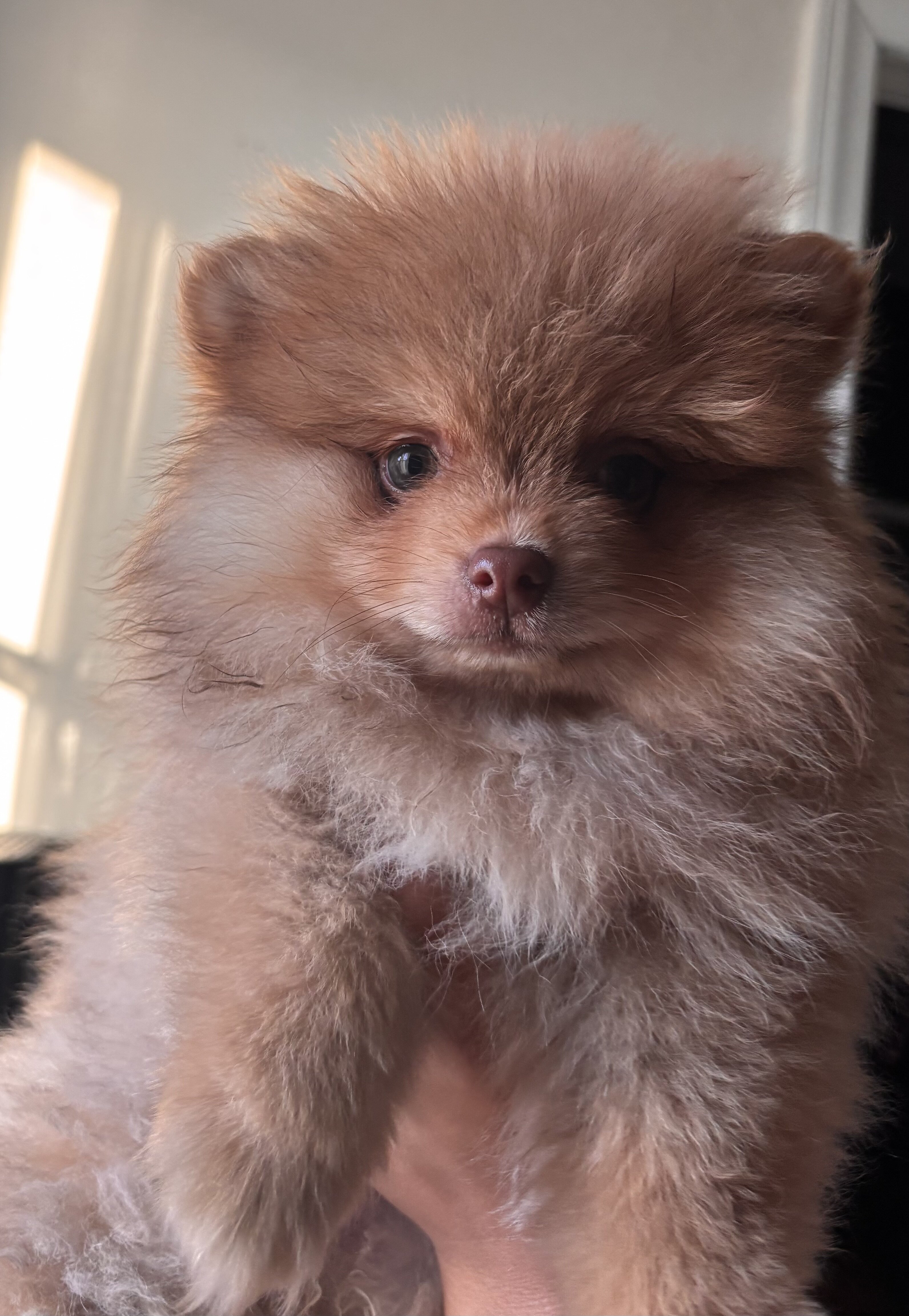 Pomeranian image 1