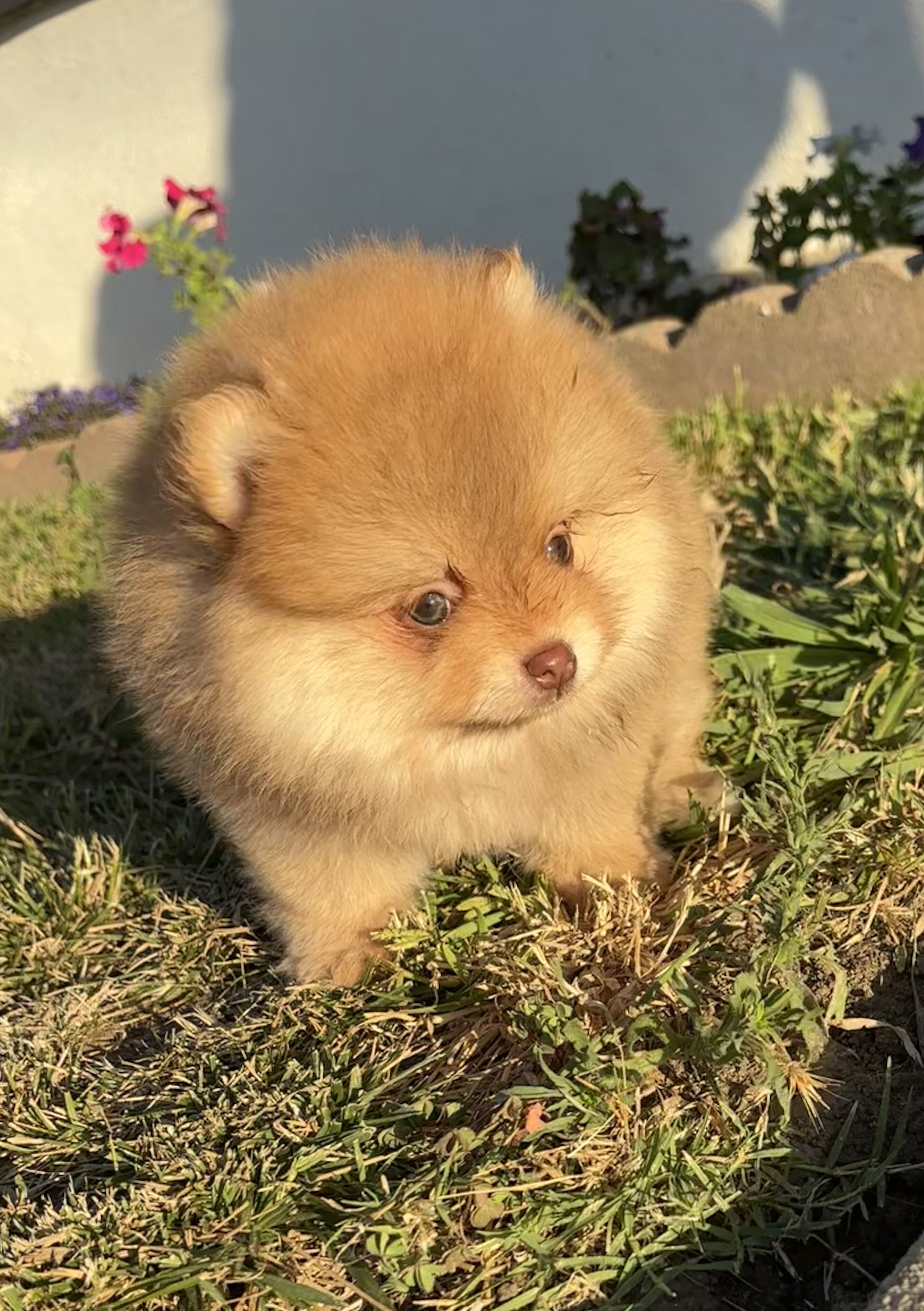 Pomeranian image 3