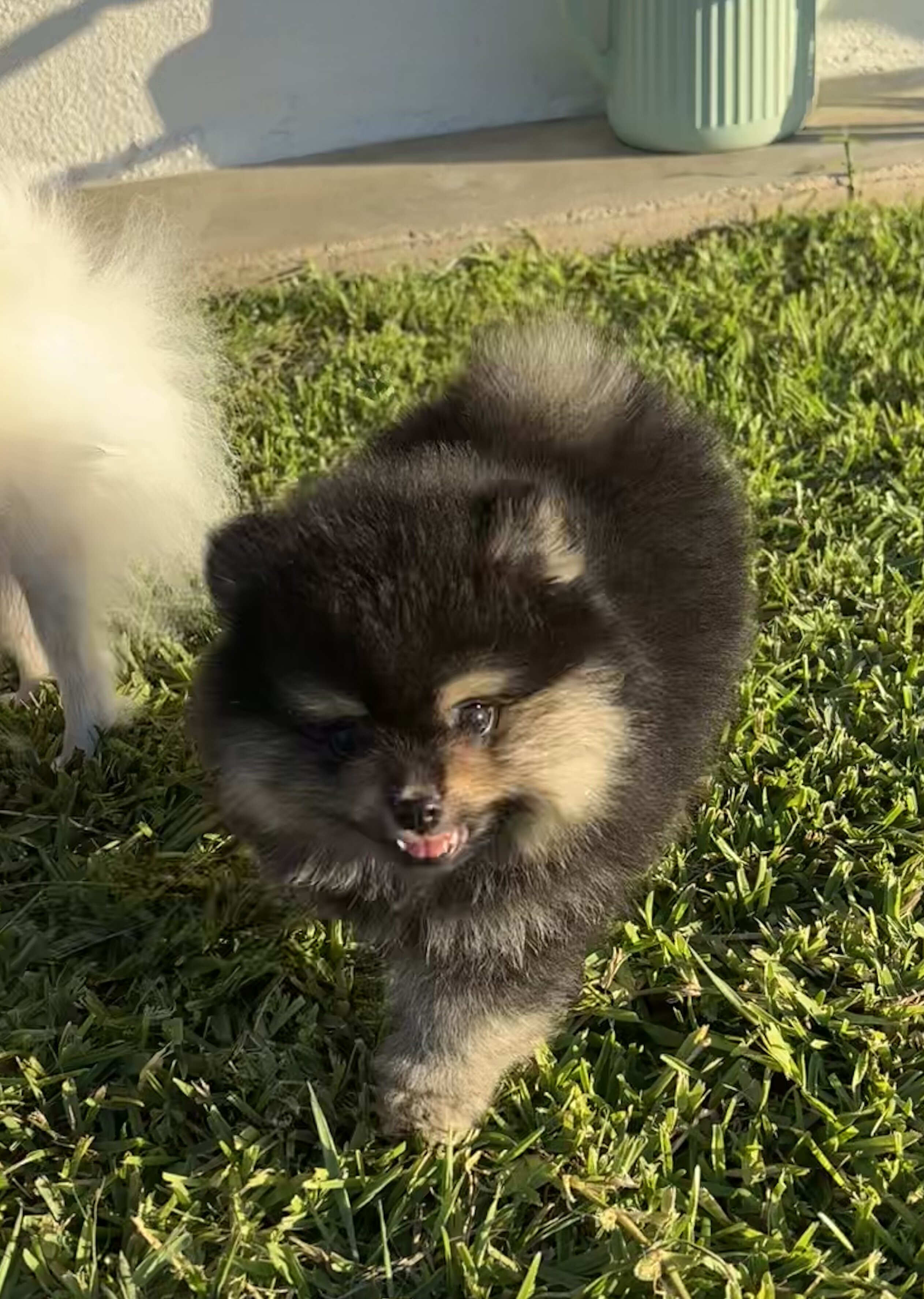 Pomeranian image 2