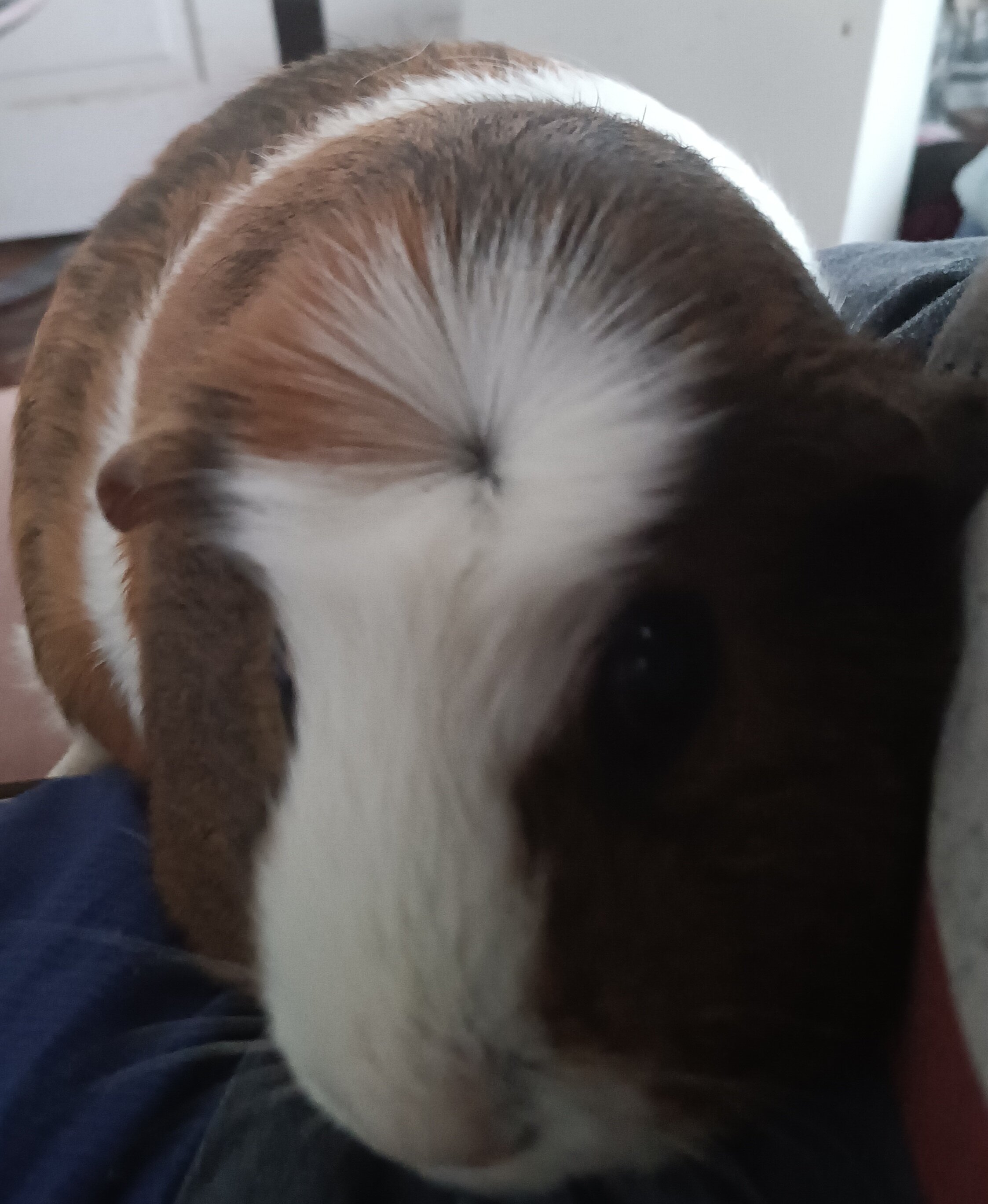 Healthy 4-year-old female guinea pig image 3
