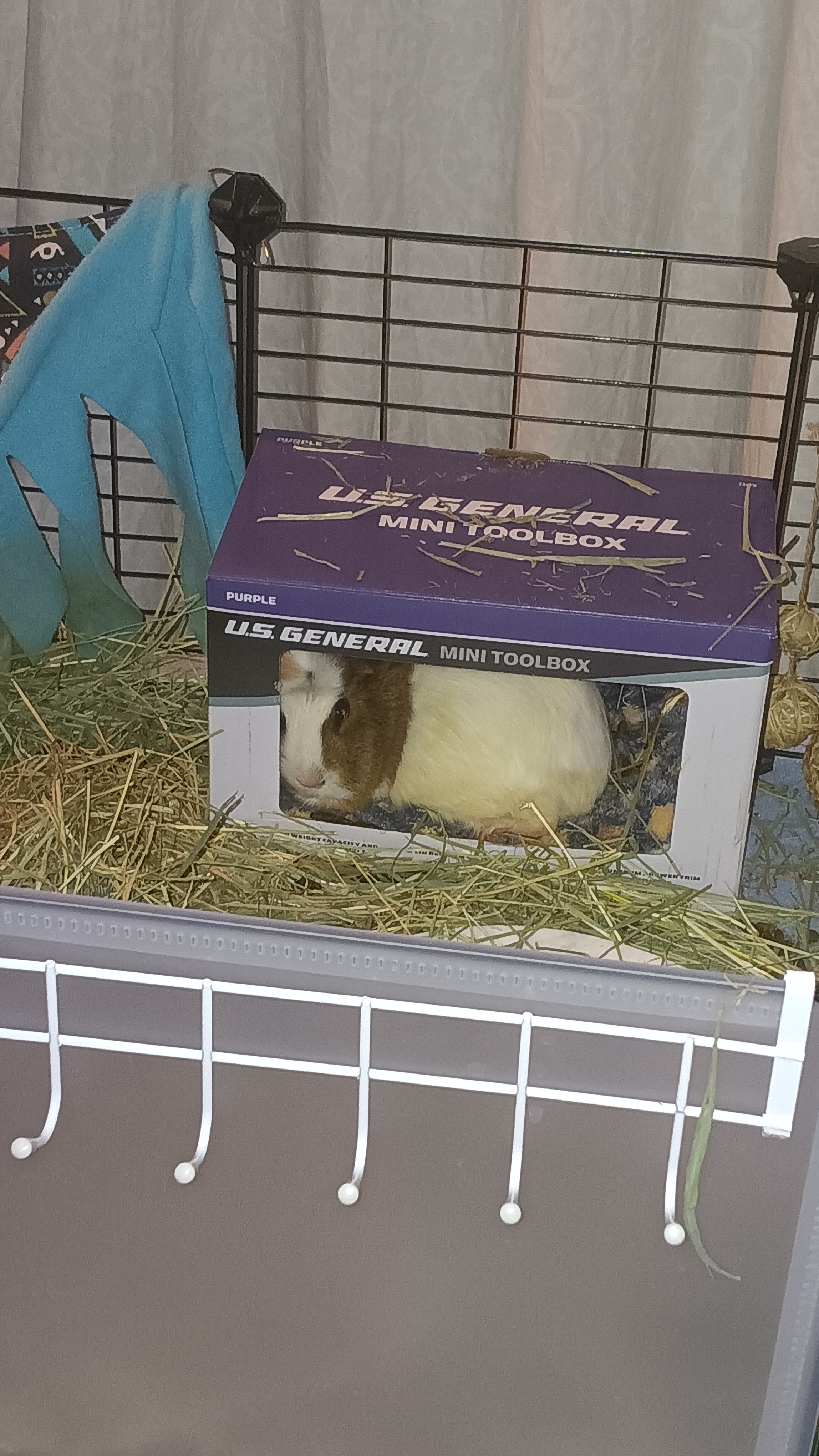 Healthy 4-year-old female guinea pig image 4