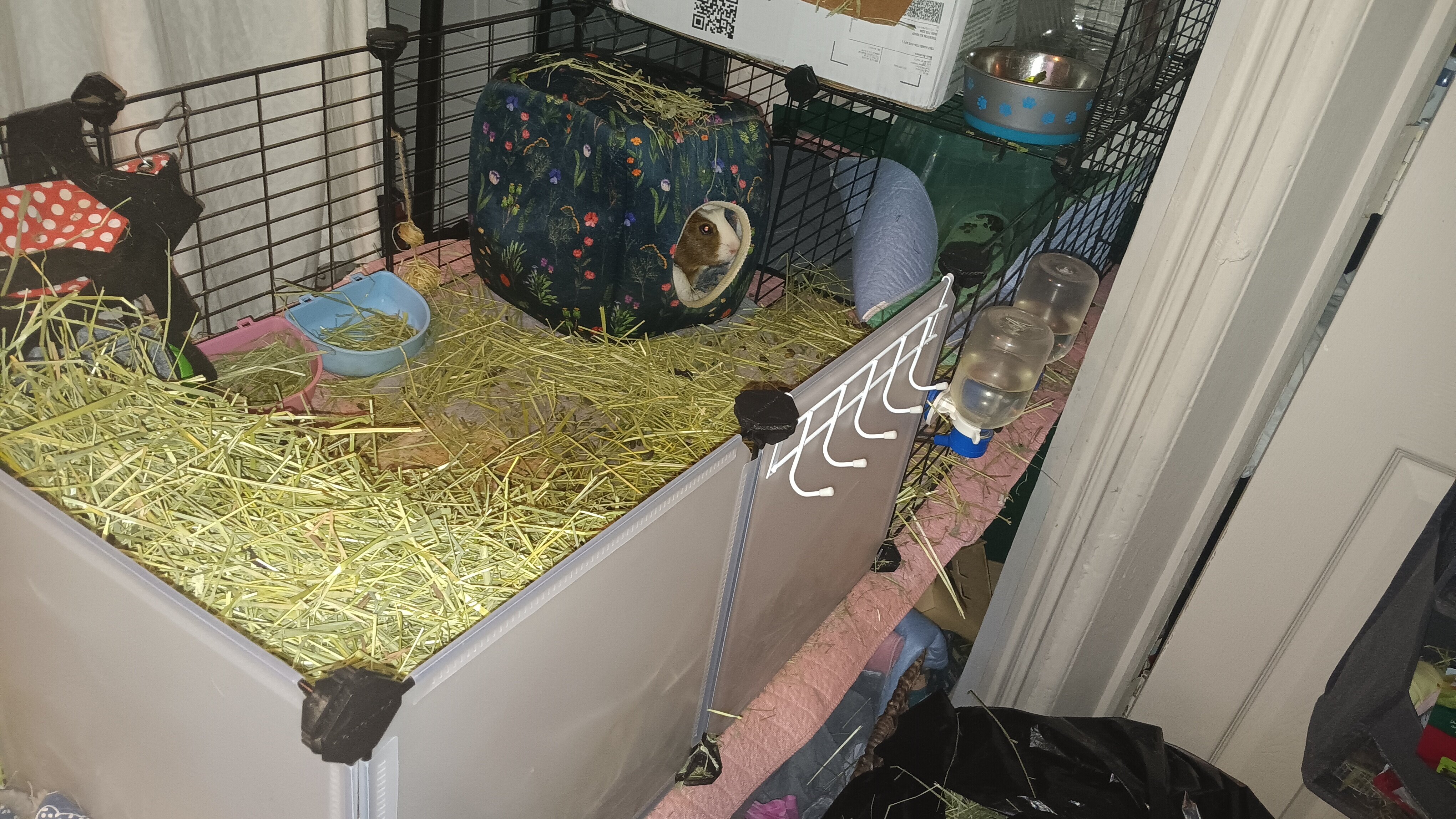 Healthy 4-year-old female guinea pig image 2