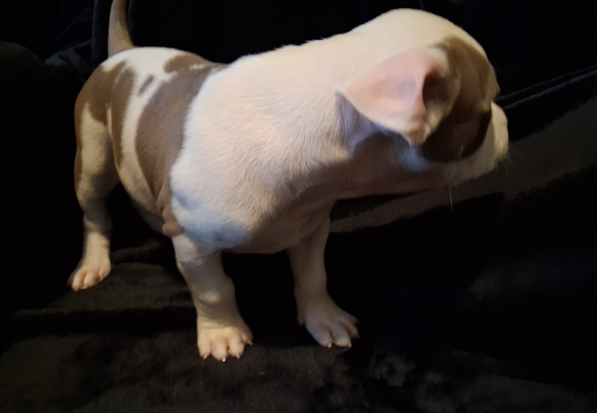 Registered Pit Bull Puppies image 5