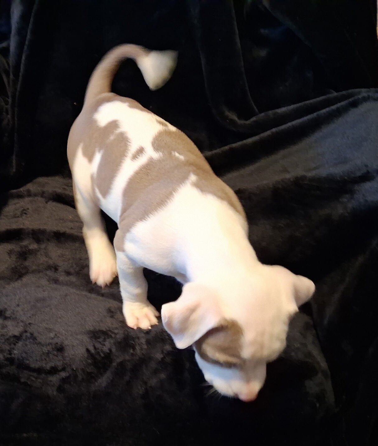 Registered Pit Bull Puppies image 3