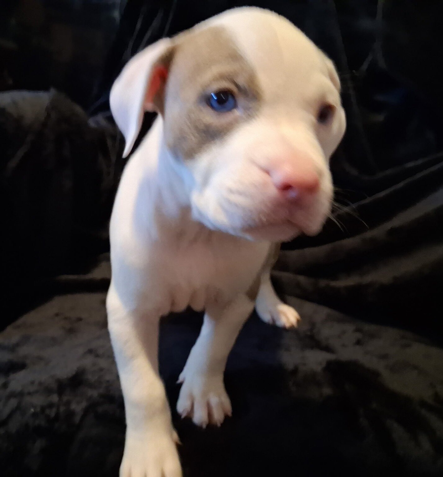 Registered Pit Bull Puppies image 6