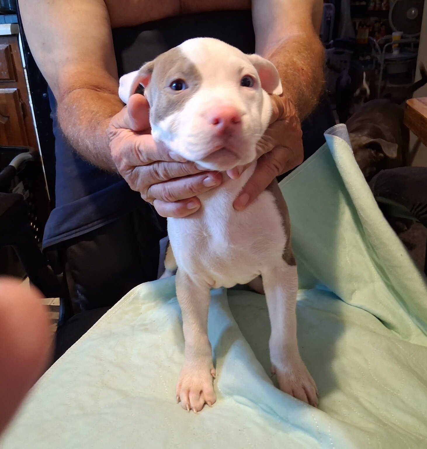 Registered Pit Bull Puppies image 2