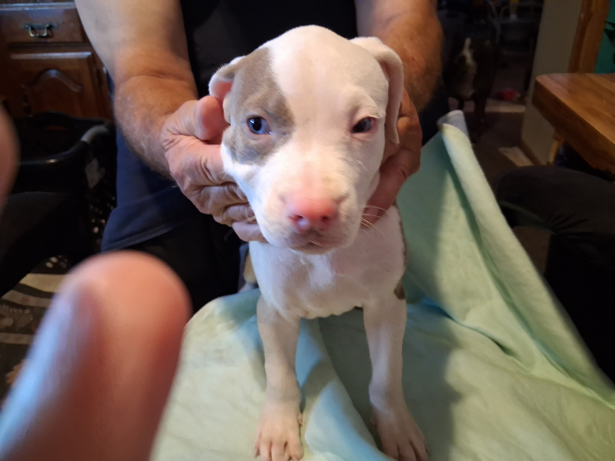 Registered Pit Bull Puppies image 4