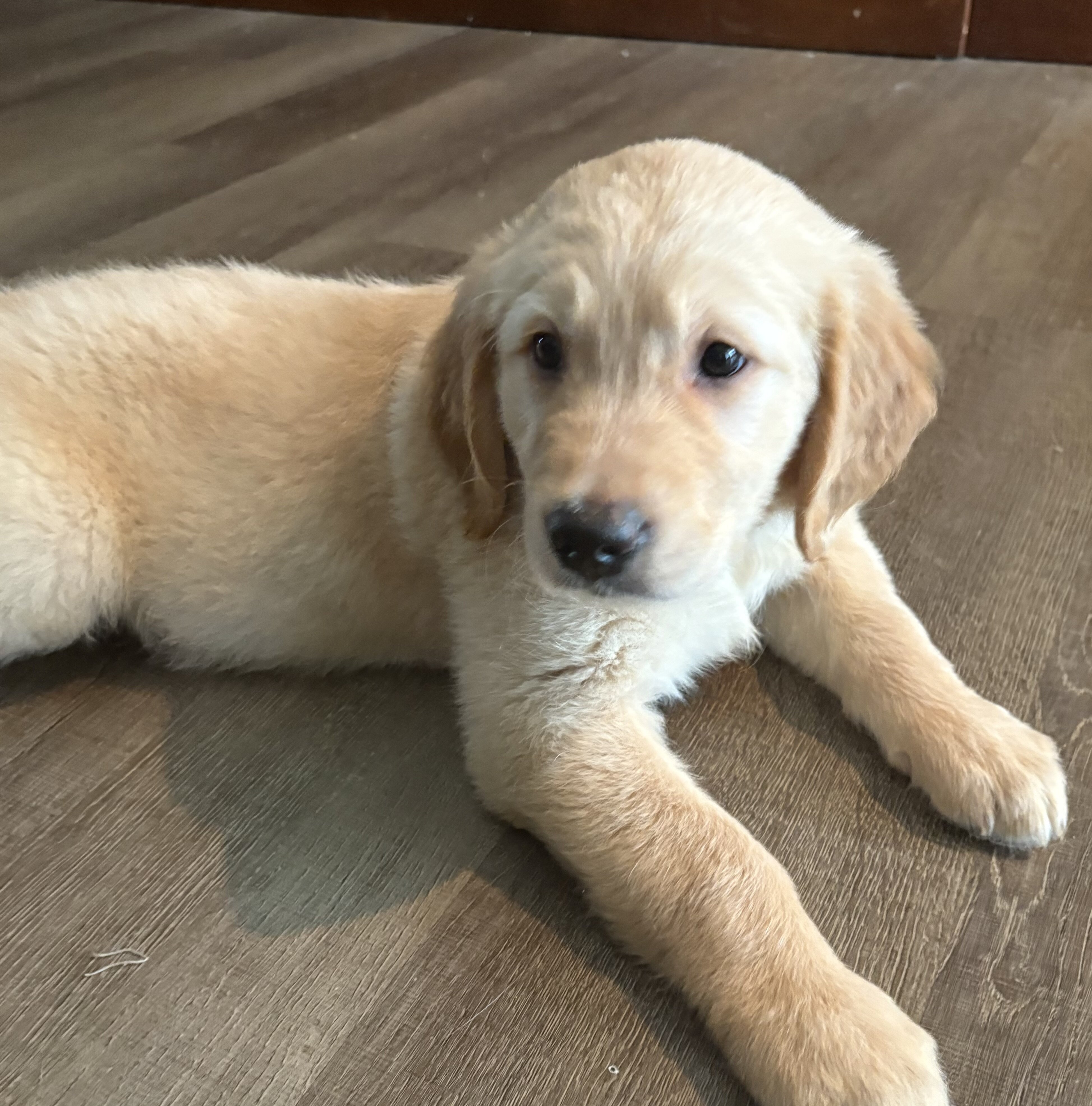 Golden Retriever Puppies image 1