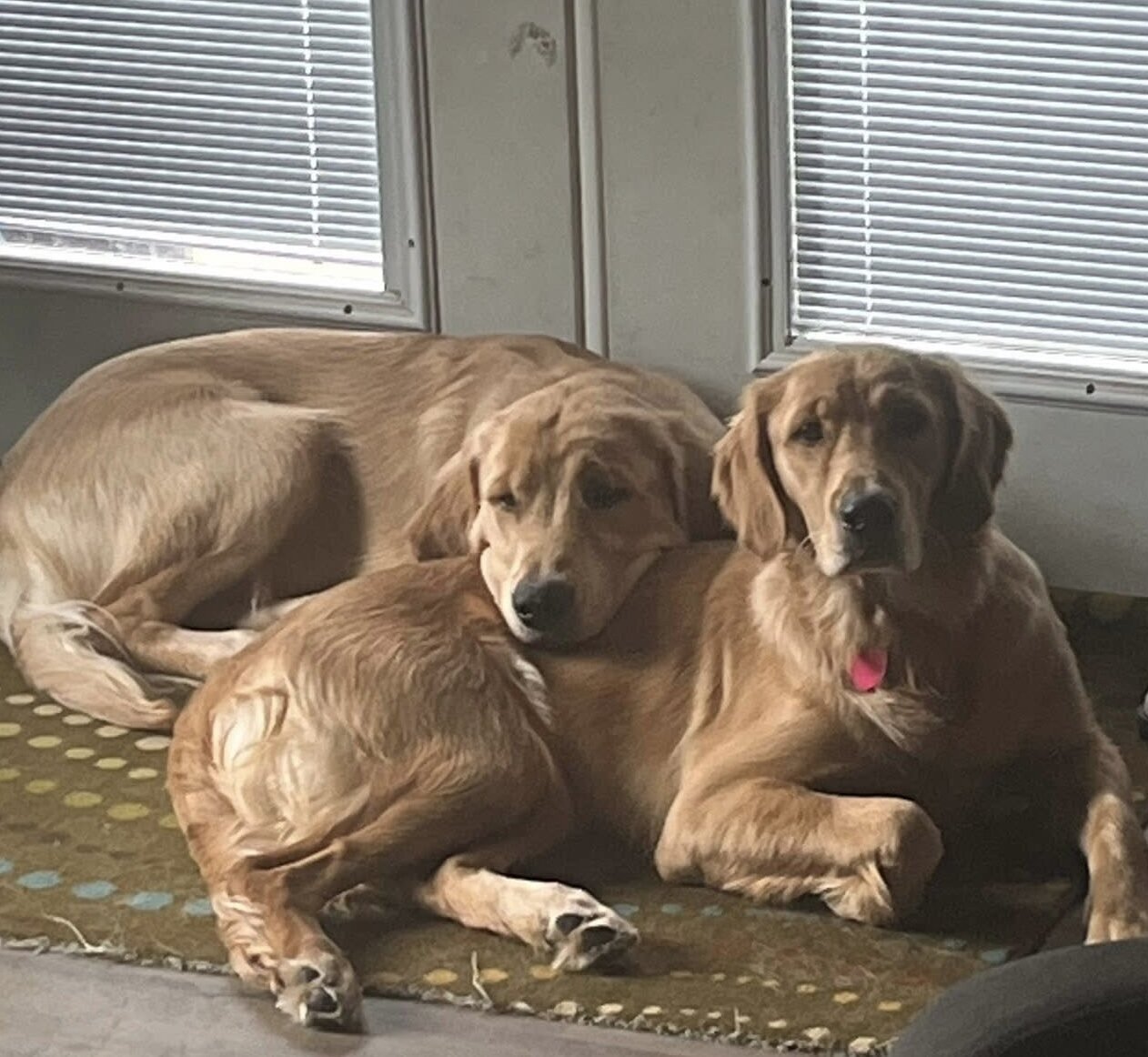 Golden Retriever Puppies image 2