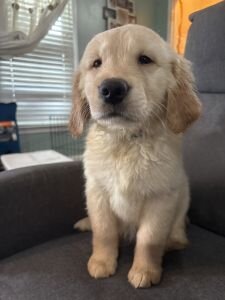 Golden Retriever Puppies image 4