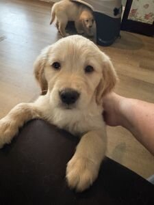 Golden Retriever Puppies image 5