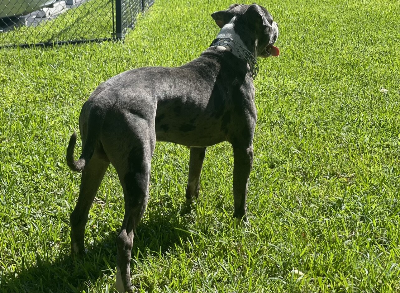Dog image 1