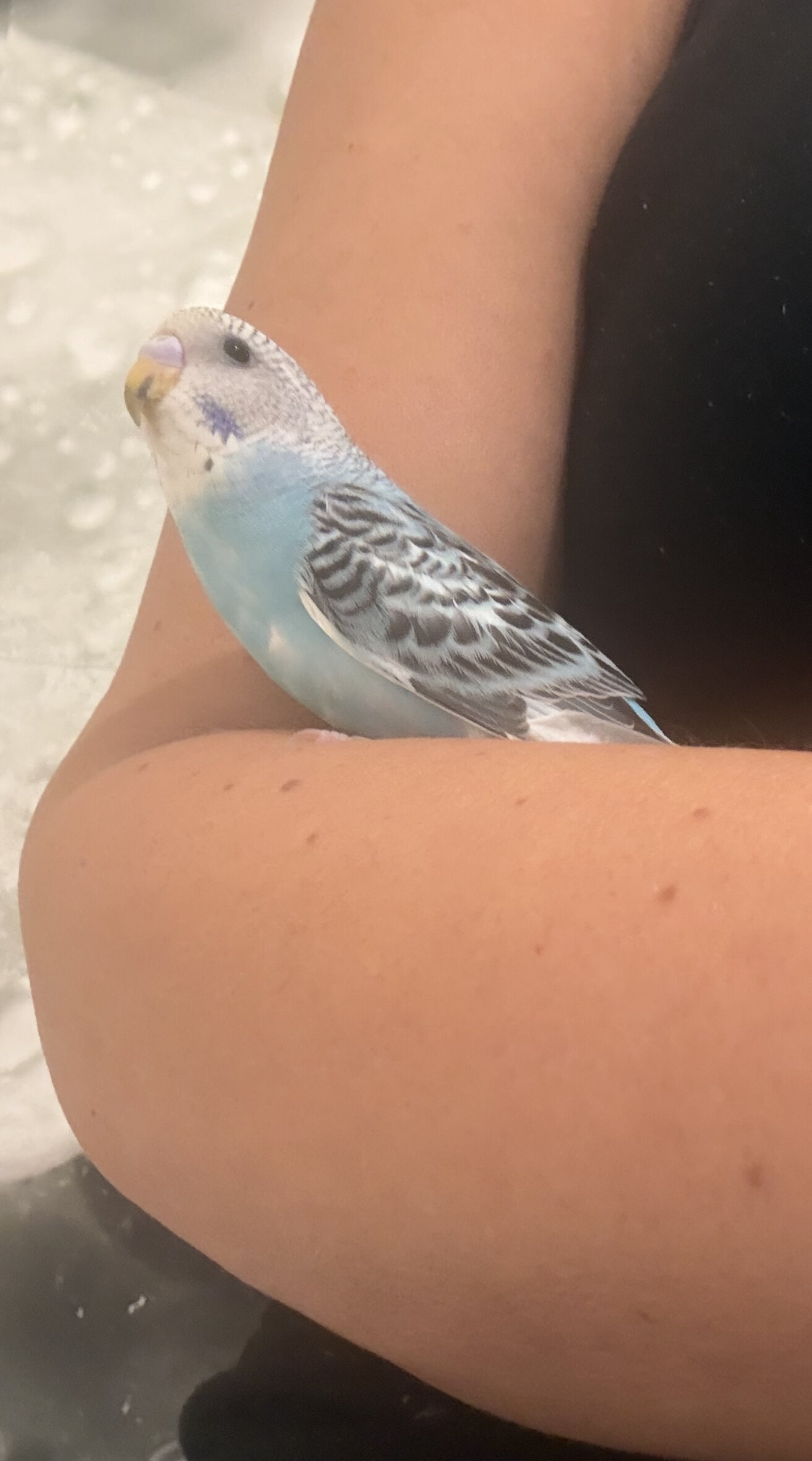 3 Baby Tamed budgies image 6
