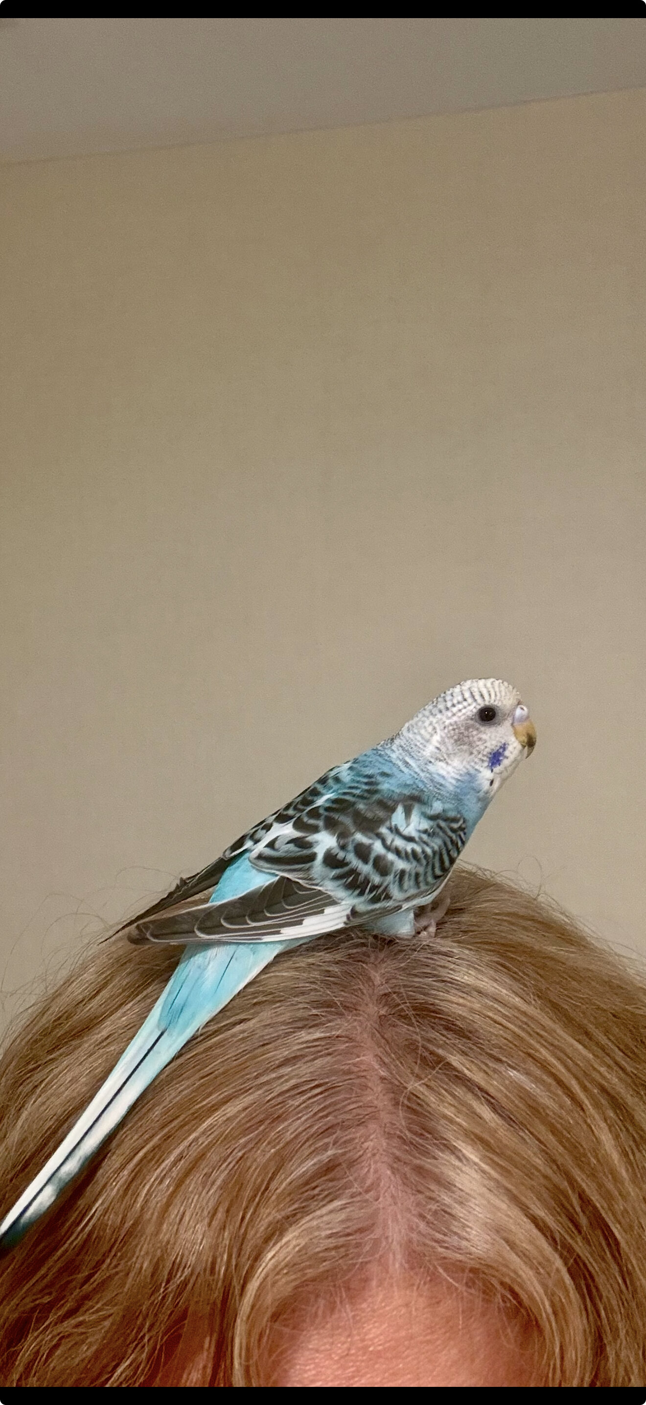 3 Baby Tamed budgies image 9