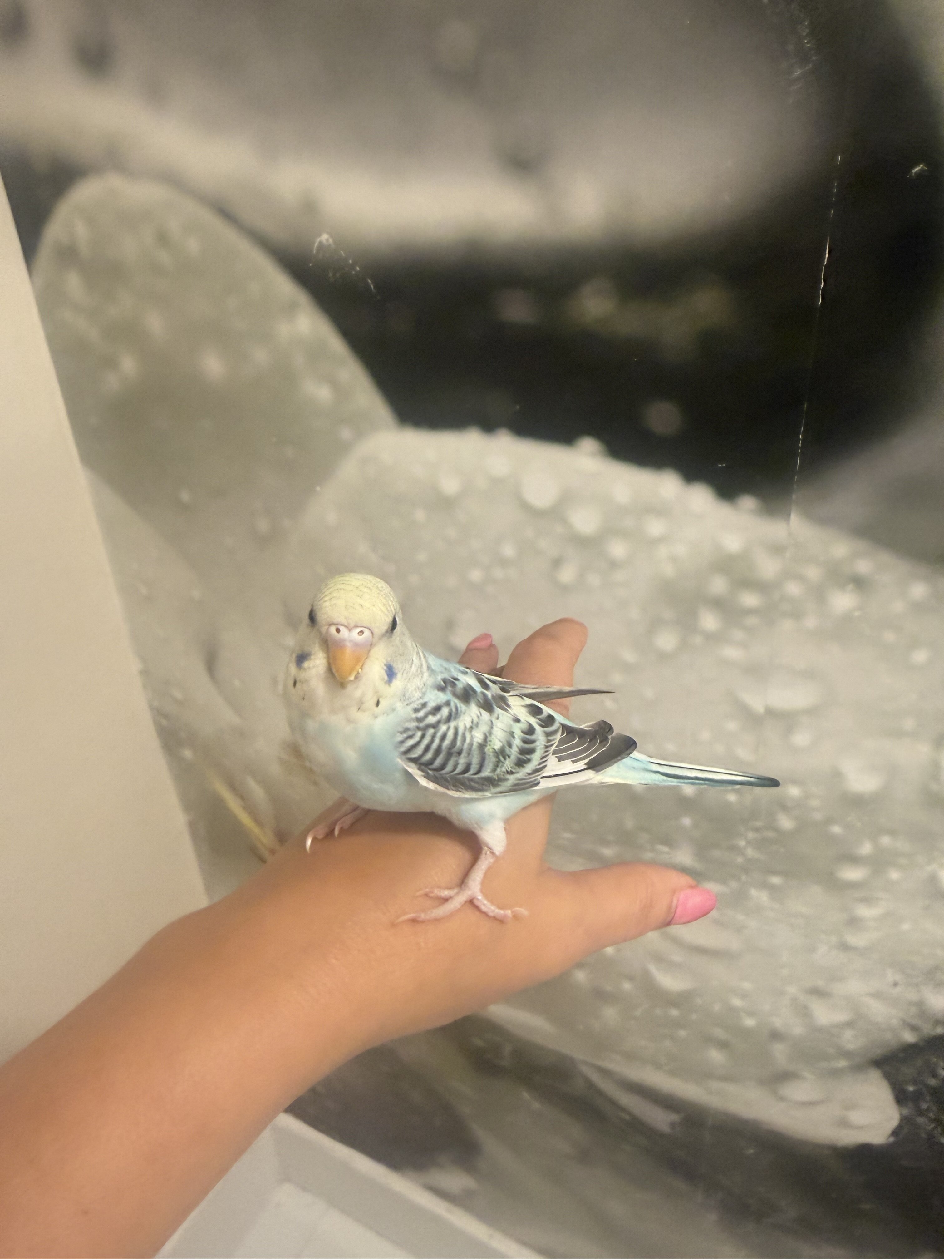 3 Baby Tamed budgies image 5
