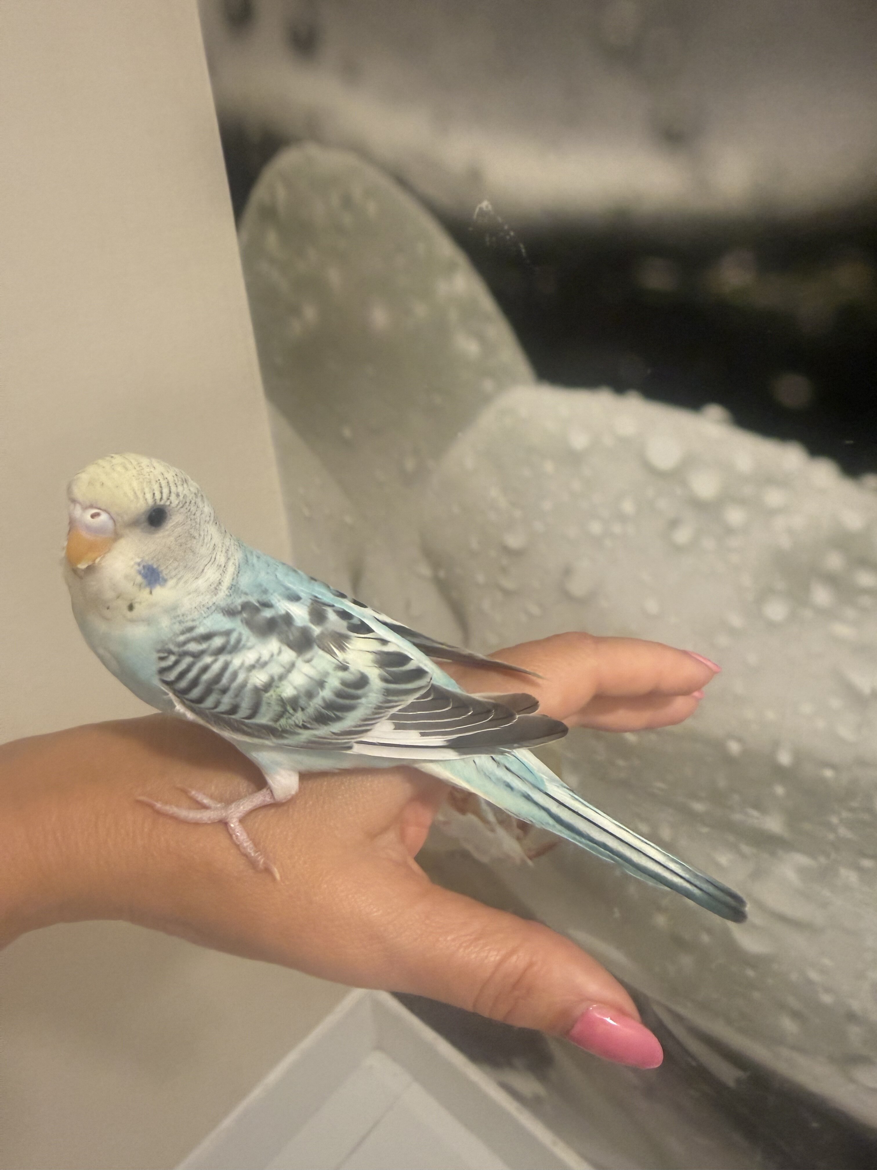 3 Baby Tamed budgies image 2