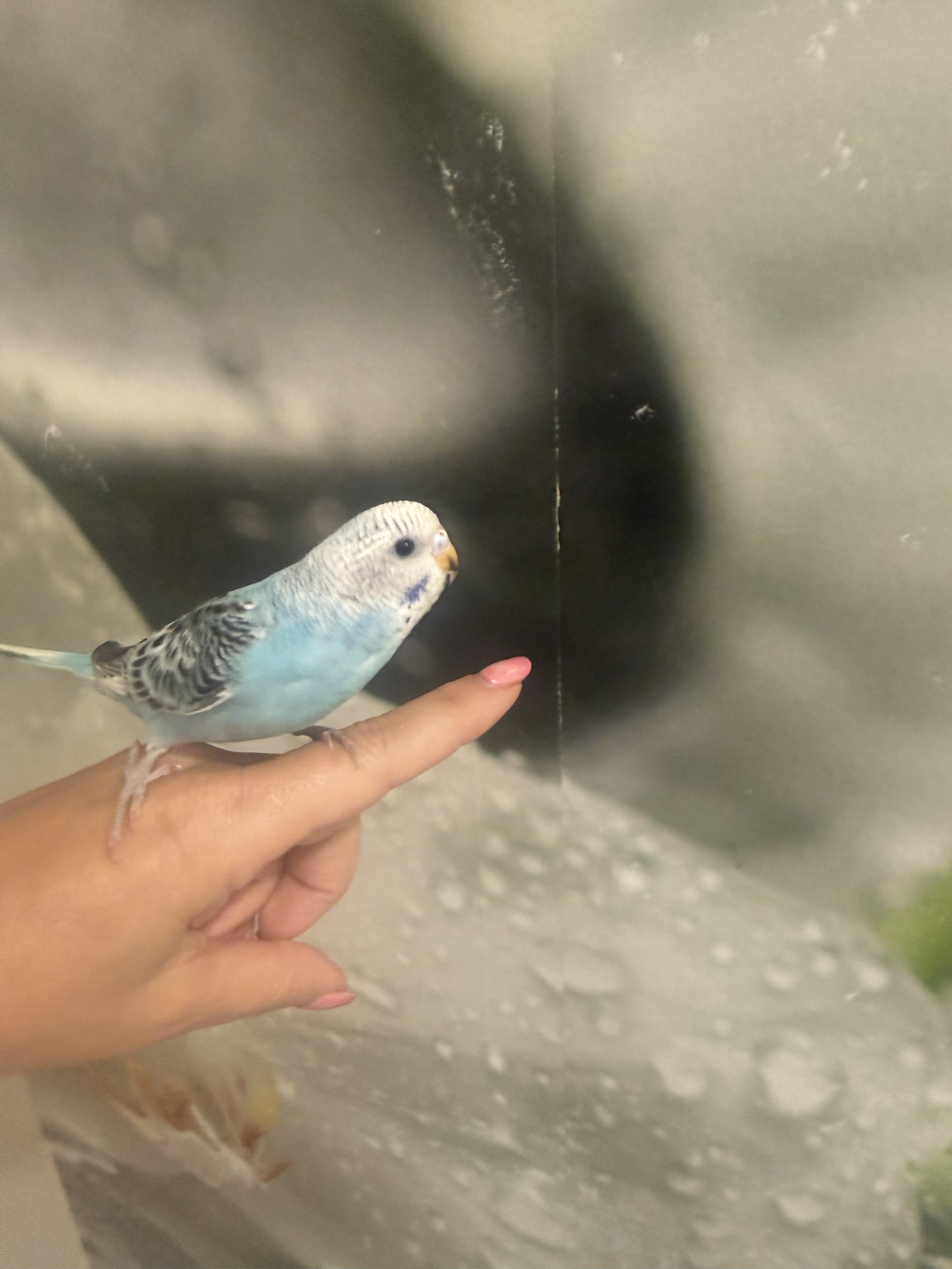 3 Baby Tamed budgies image 4