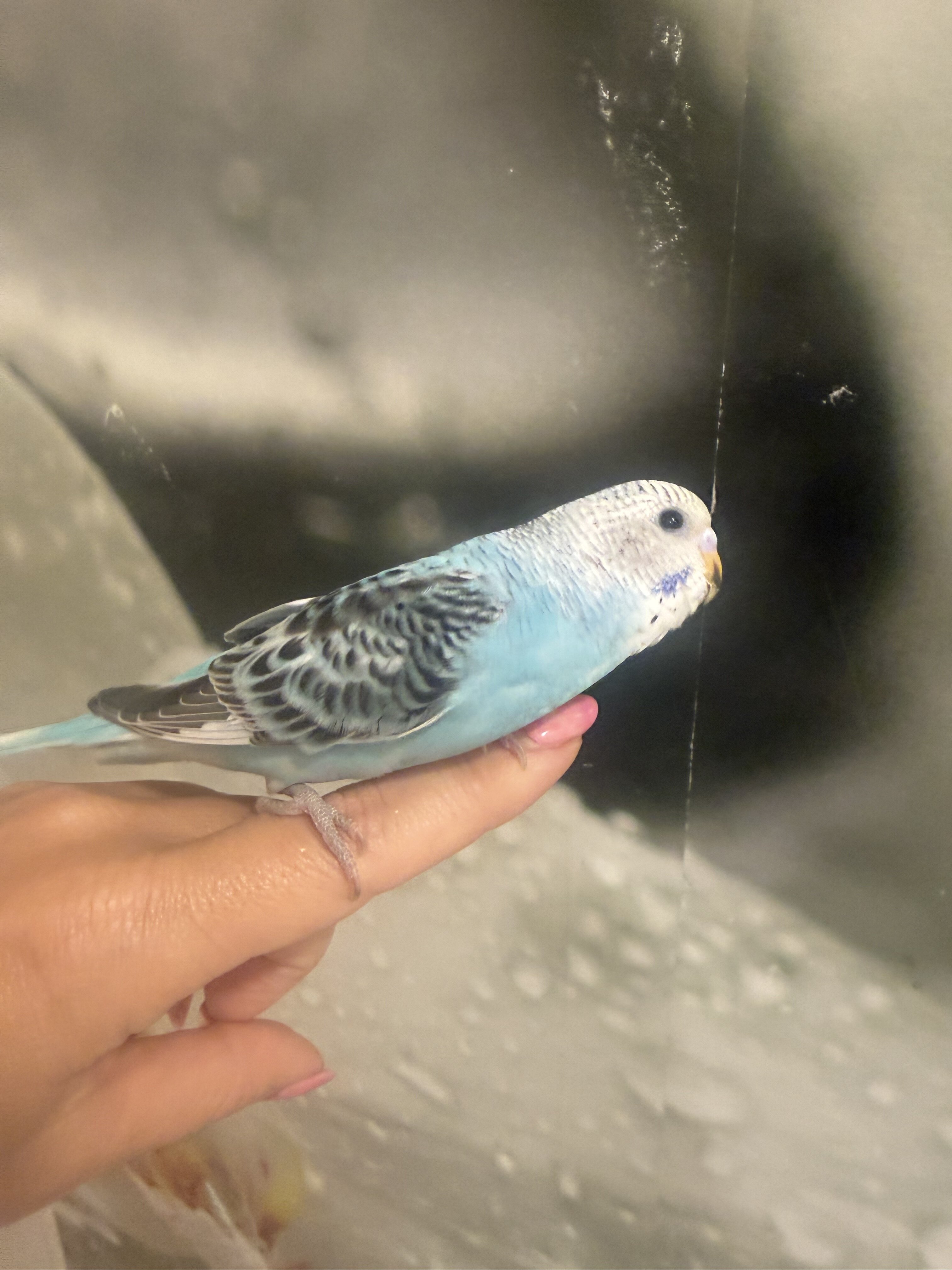 3 Baby Tamed budgies image 3