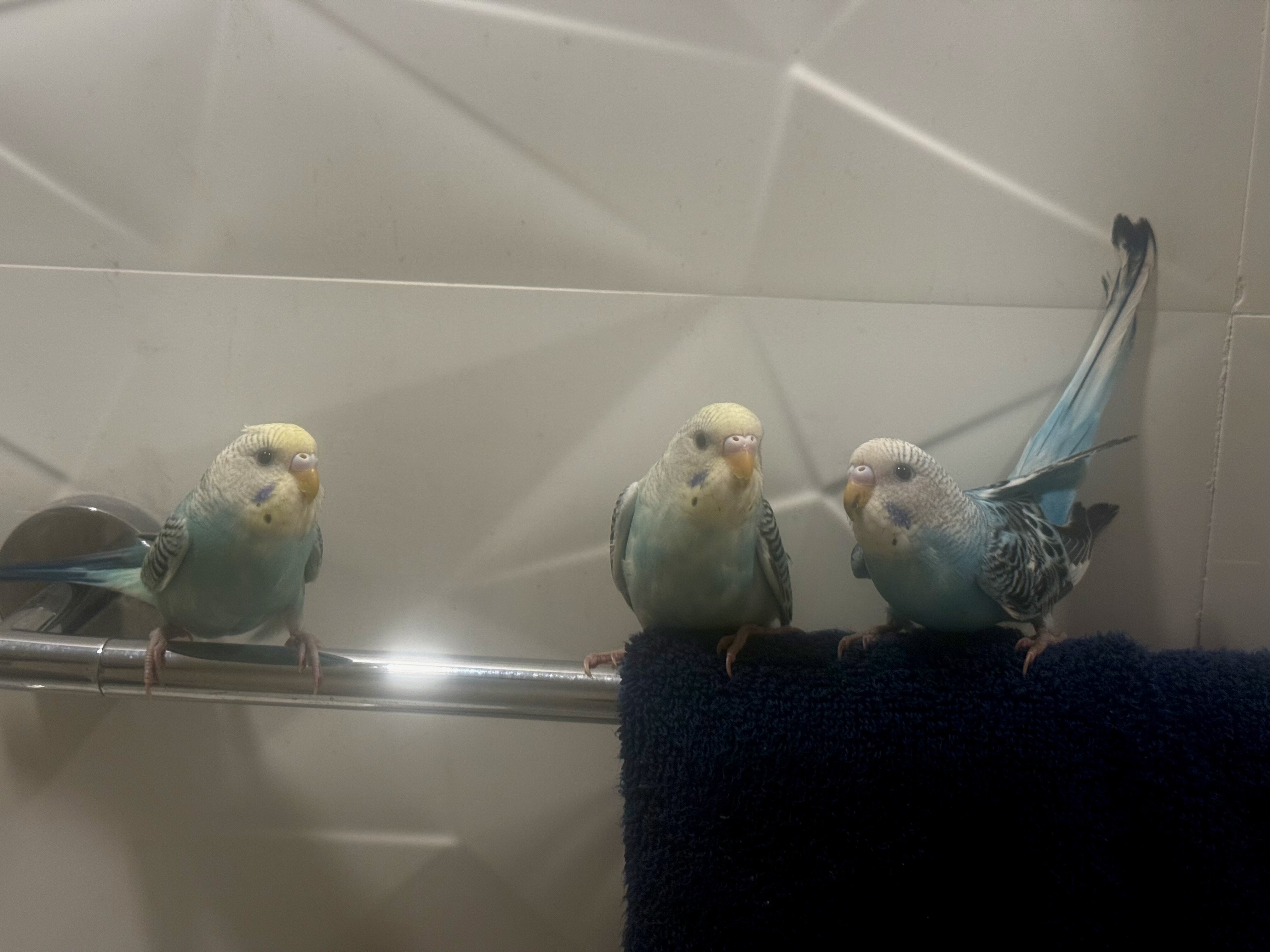 3 Baby Tamed budgies image 7