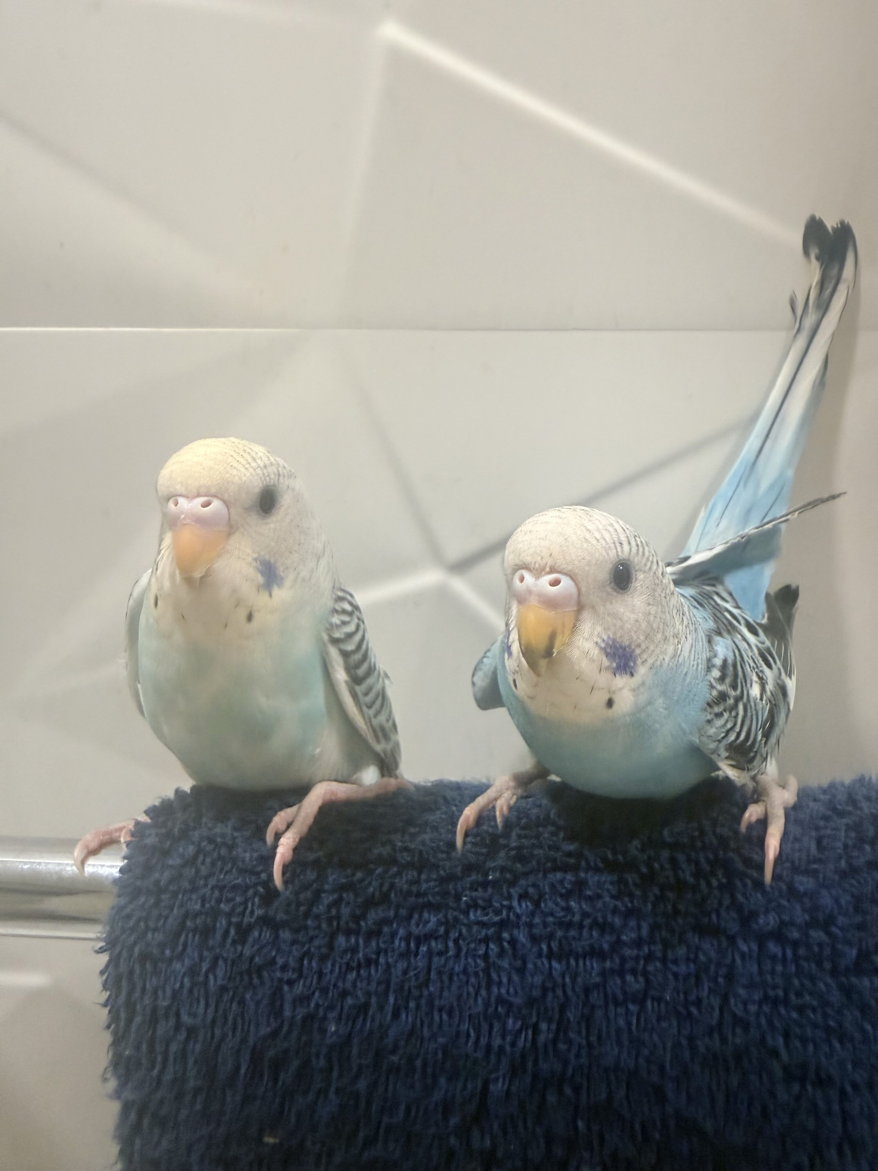 3 Baby Tamed budgies image 8