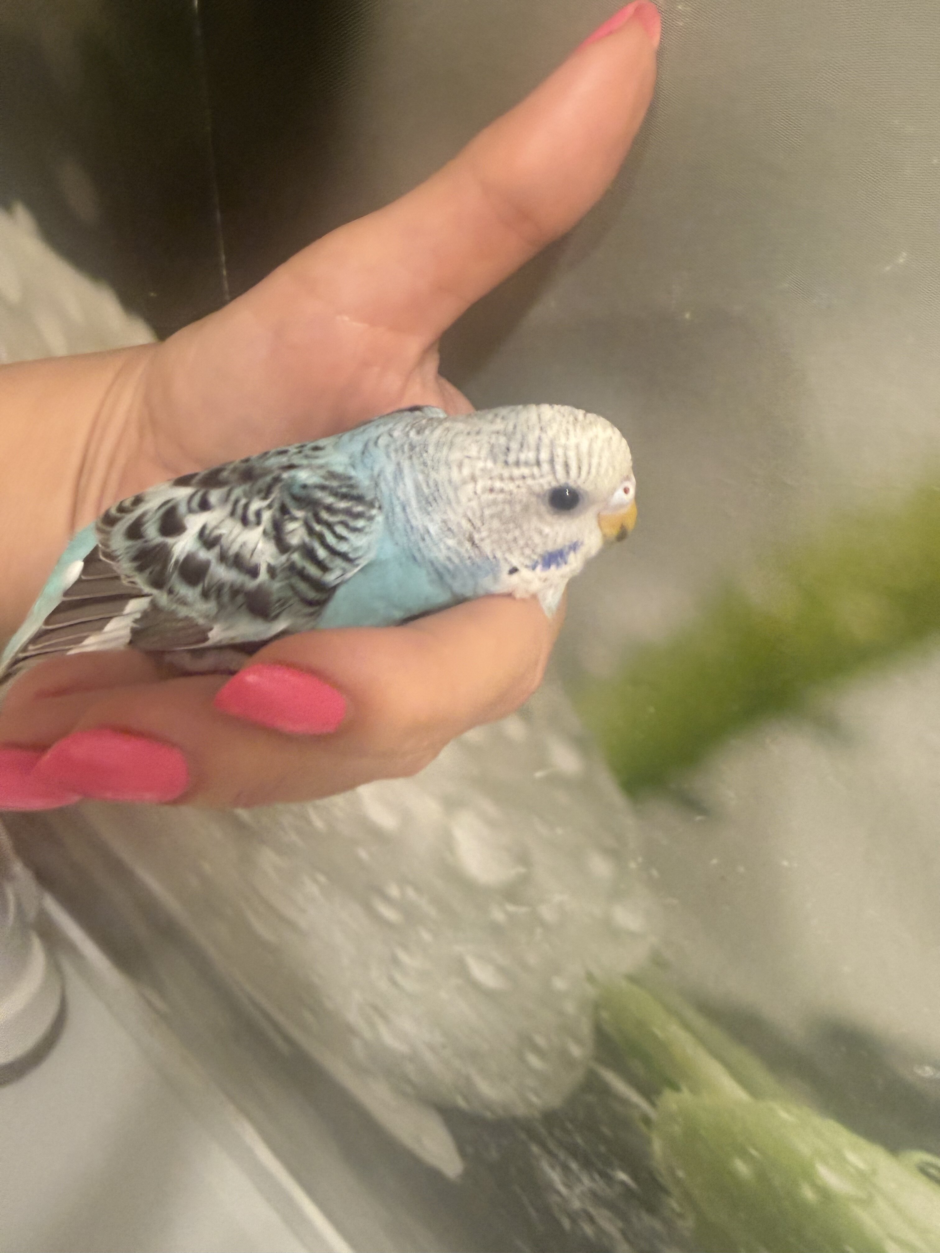 3 Baby Tamed budgies image 1