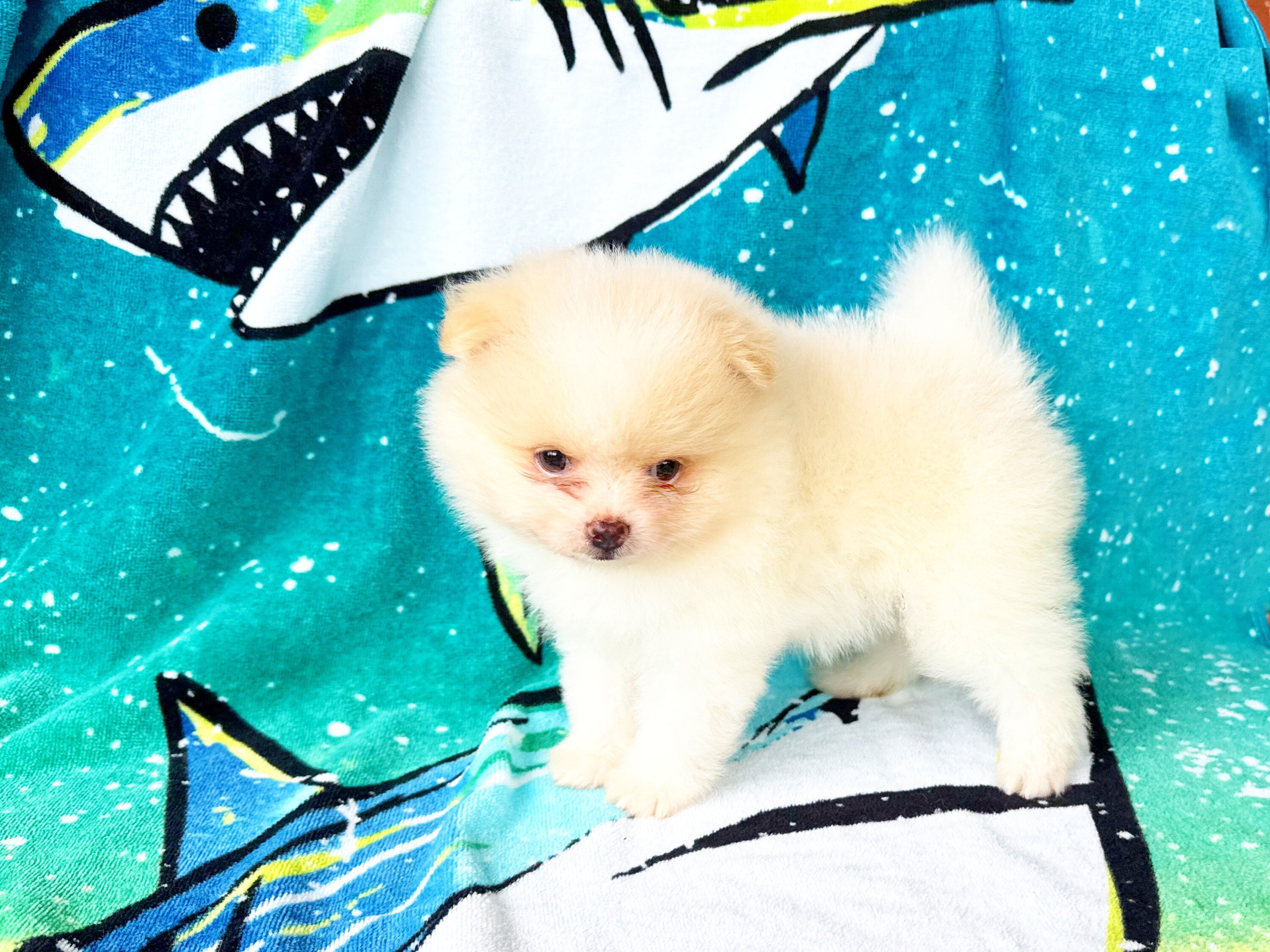 CKC Pomeranian: WOODY image 1