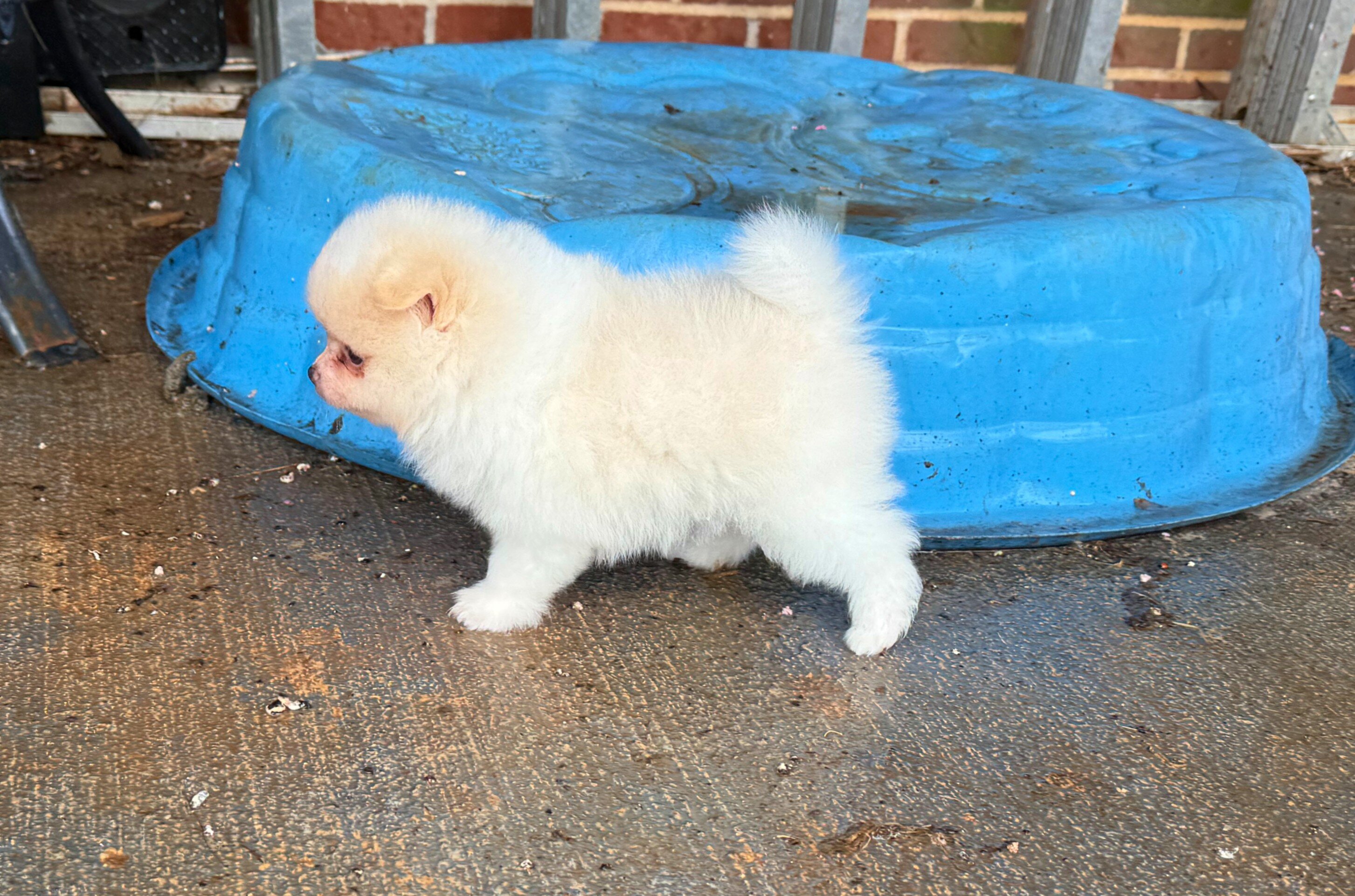 CKC Pomeranian: WOODY image 2