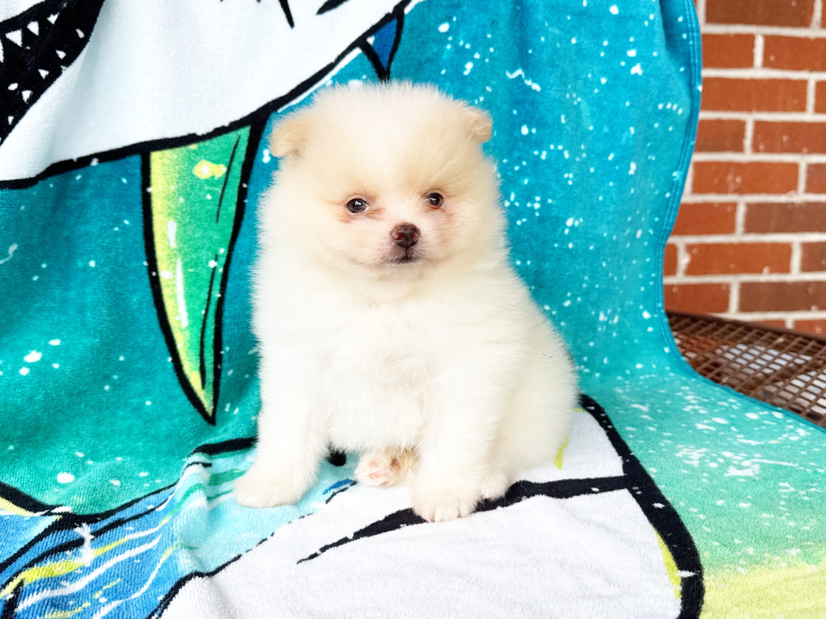 CKC Pomeranian: WOODY image 3