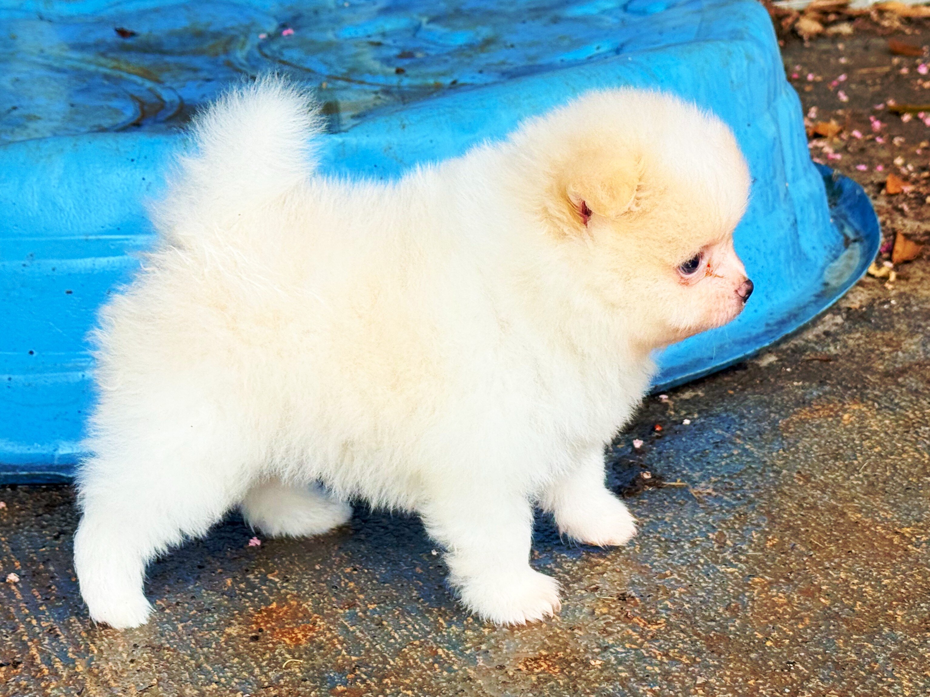 CKC Pomeranian: WOODY image 4