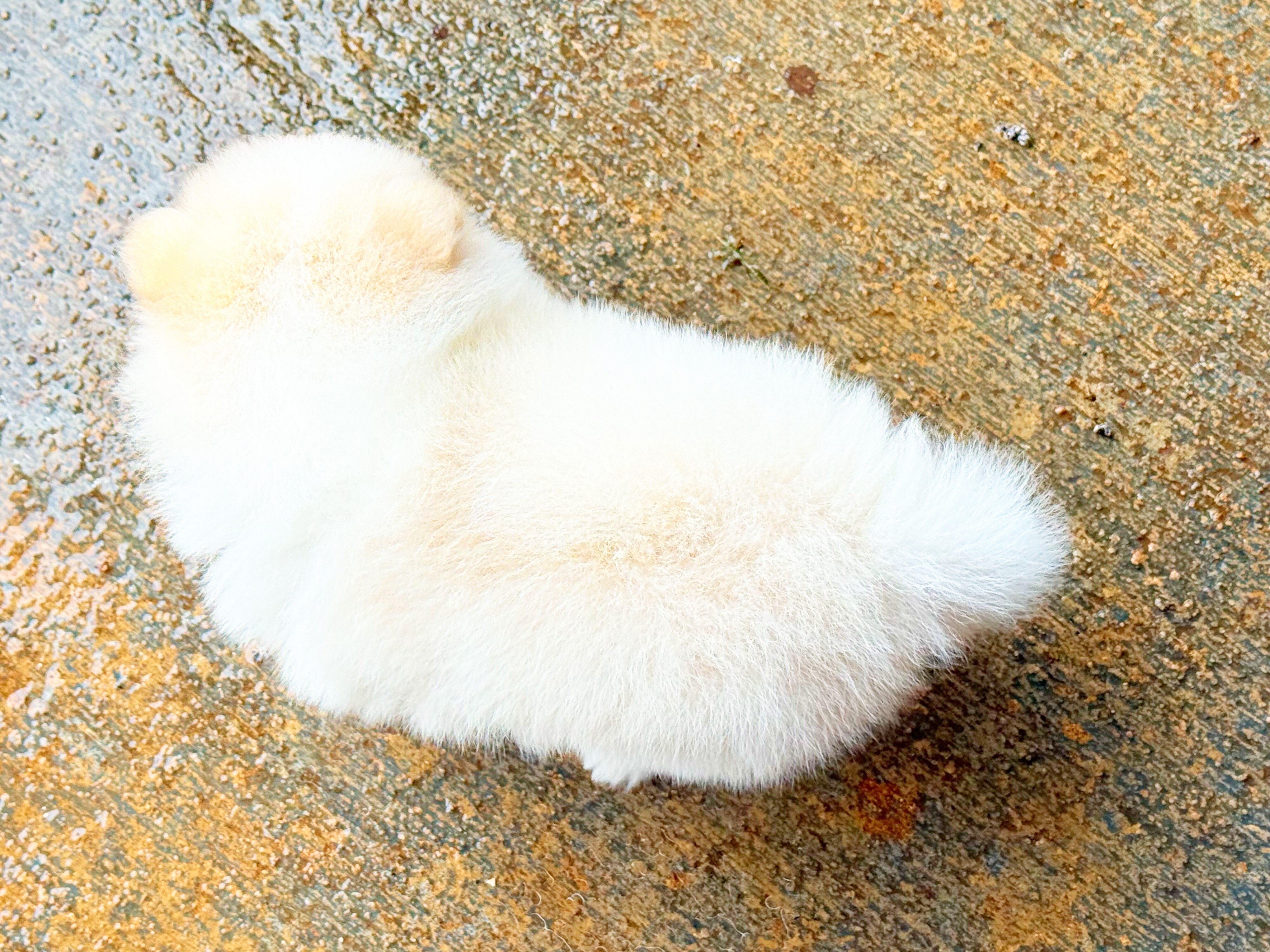 CKC Pomeranian: WOODY image 5