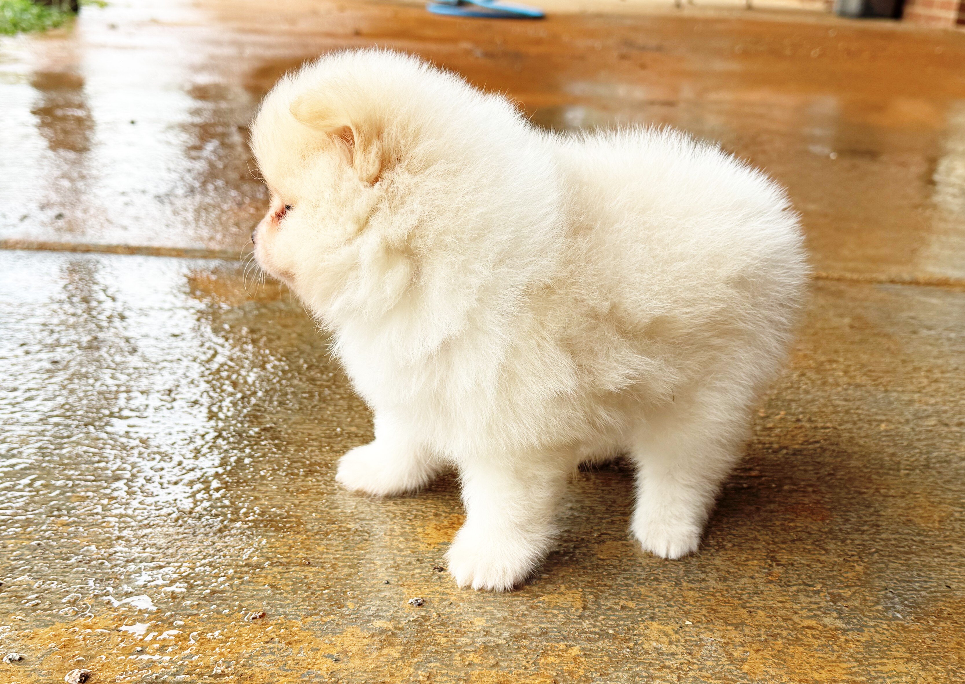 CKC Pomeranian: WOODY image 6