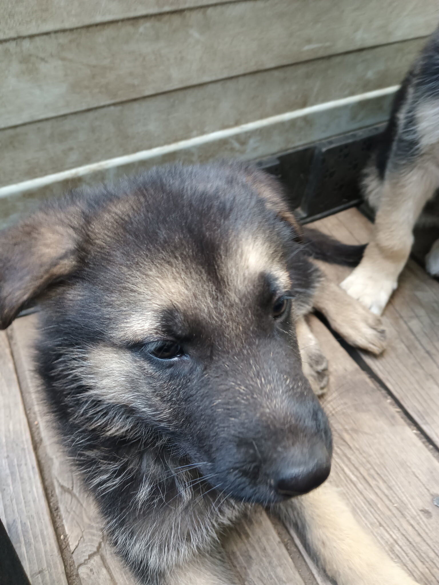 German shepherd puppies image 2