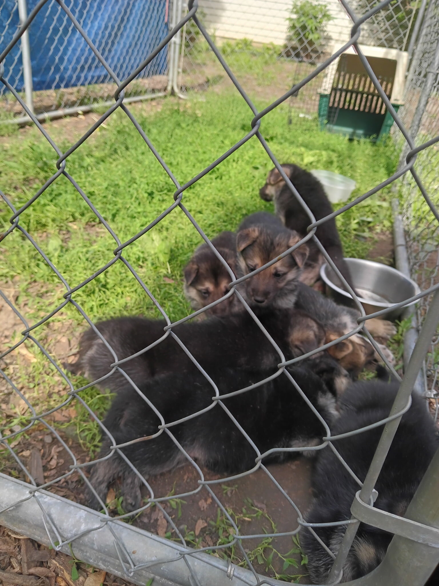 German shepherd puppies image 1