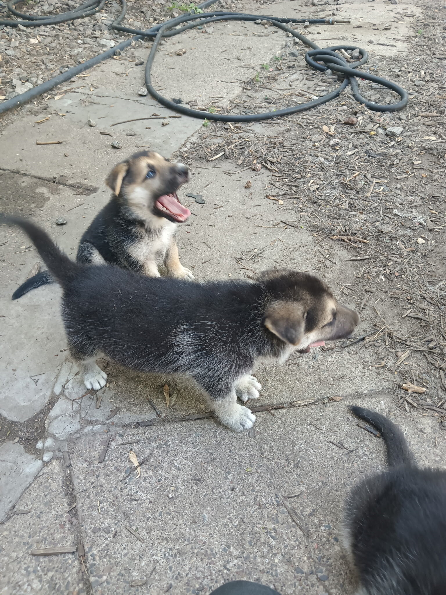 German shepherd puppies image 4