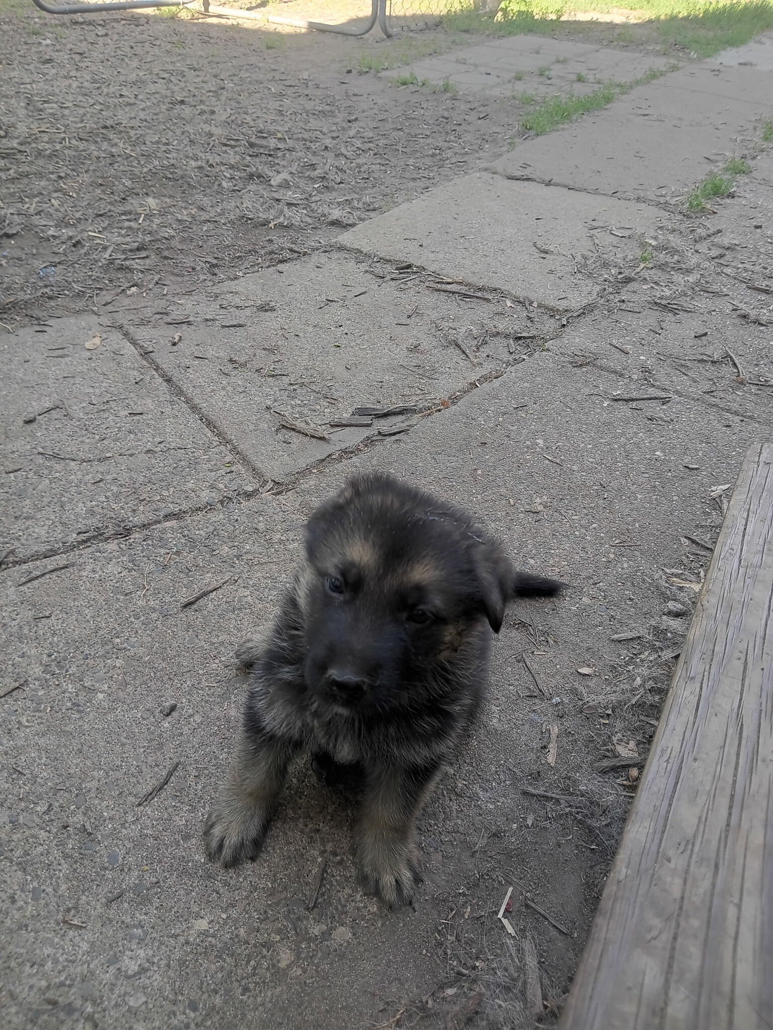 German shepherd puppies image 3