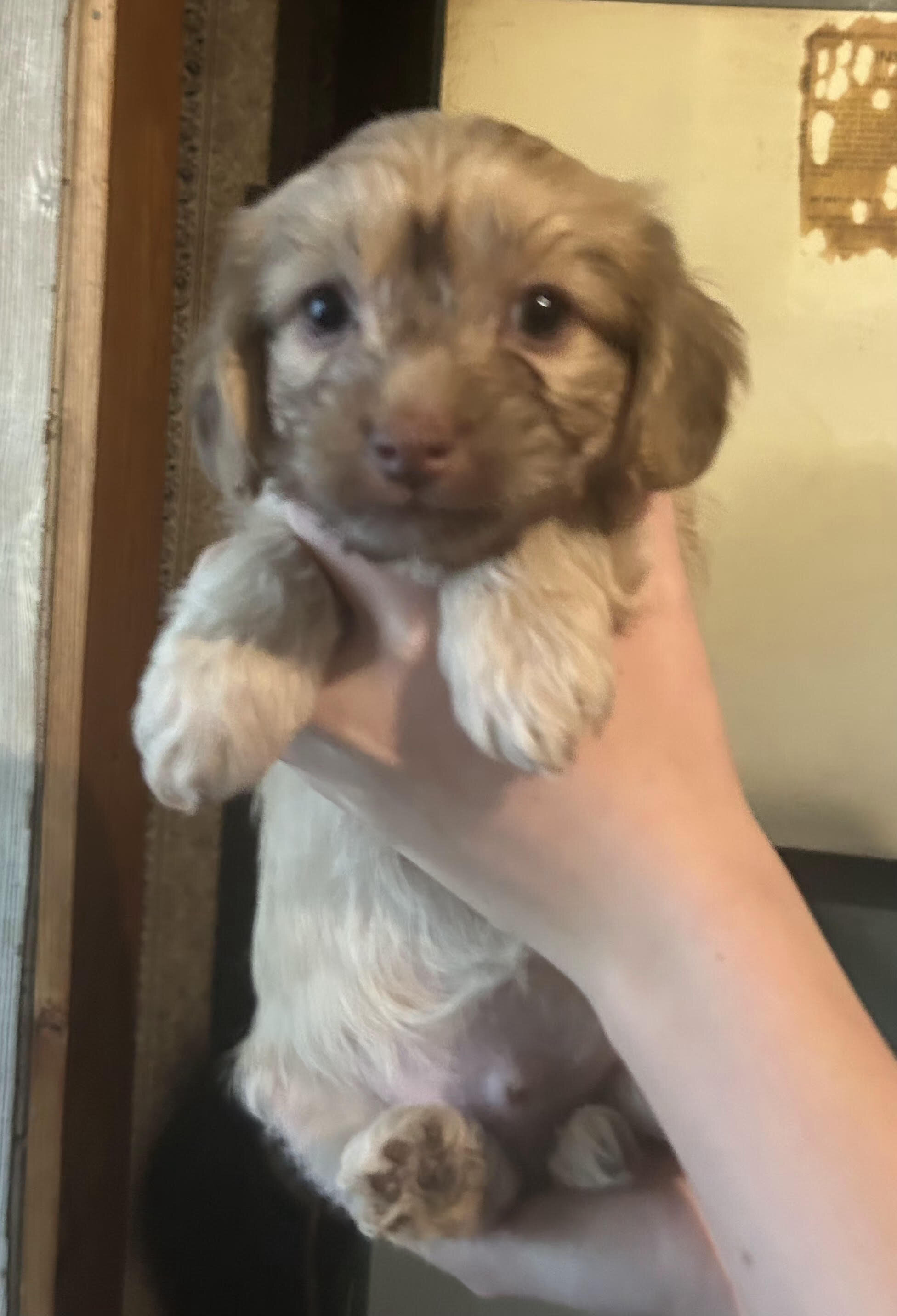 Yorkie boy looking for new home image 1