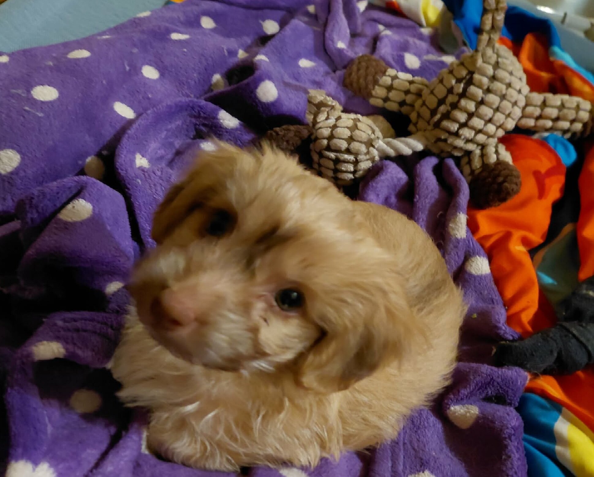 Yorkie boy looking for new home image 2