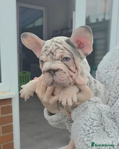 French Bulldog Puppies for Sale – Healthy, Family- image 3